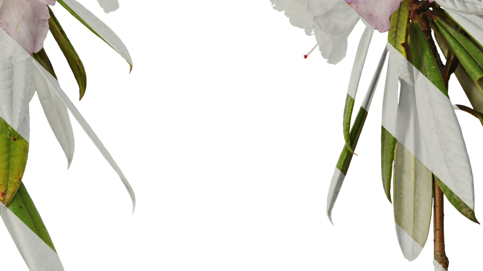 Rhododendron lapponicum Low-poly 3D model_39