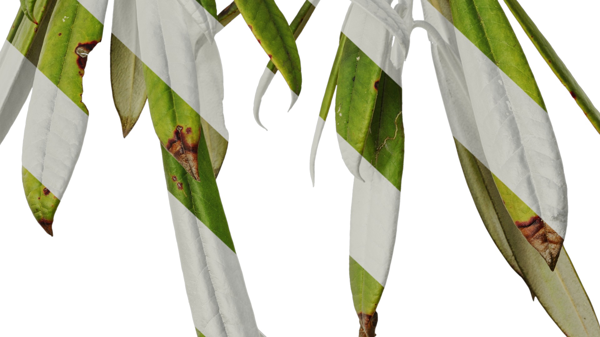 Rhododendron lapponicum Low-poly 3D model_20