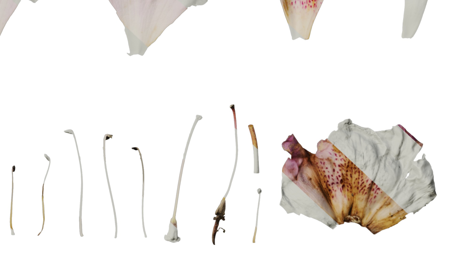 Rhododendron lapponicum Low-poly 3D model_111