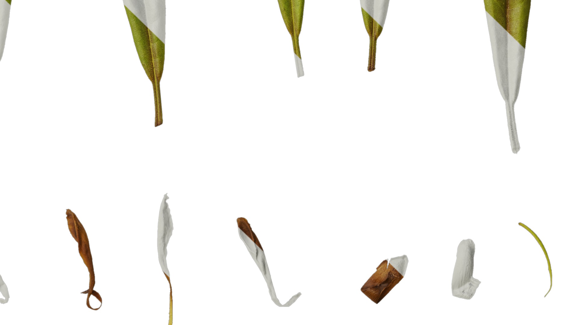 Rhododendron lapponicum Low-poly 3D model_142