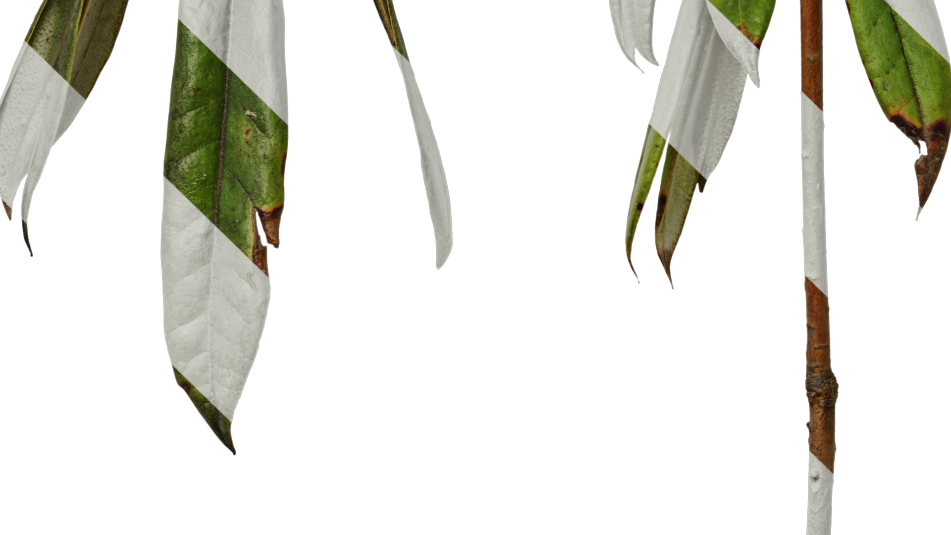 Rhododendron lapponicum Low-poly 3D model_64