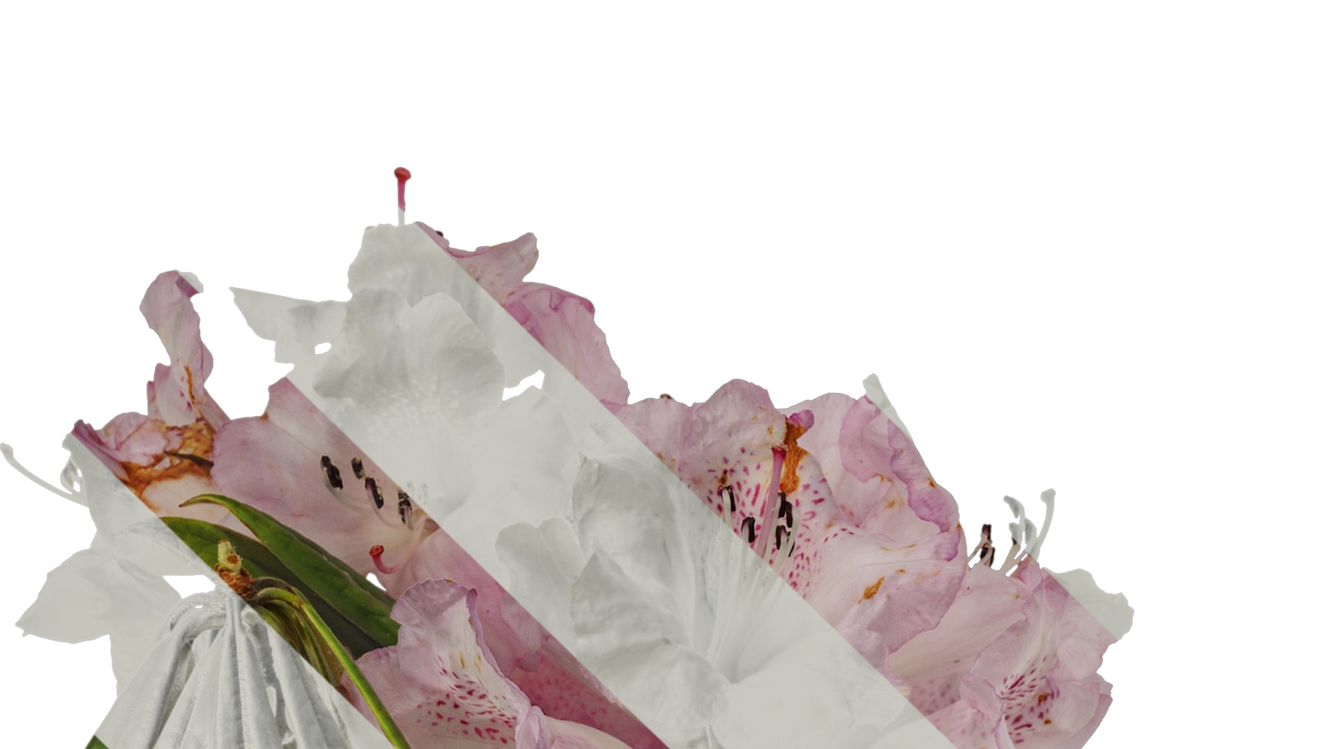 Rhododendron lapponicum Low-poly 3D model_34