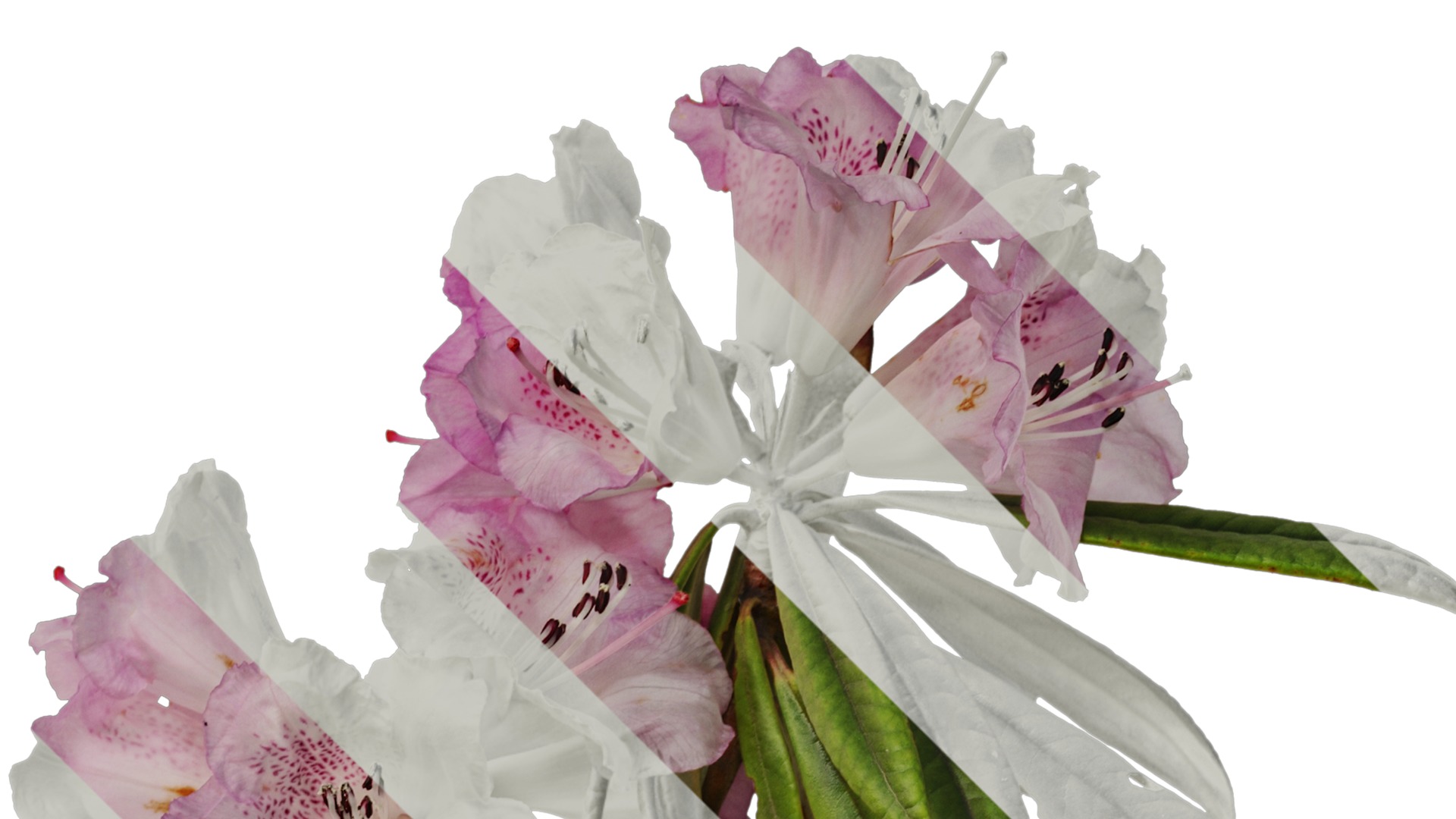 Rhododendron lapponicum Low-poly 3D model_35