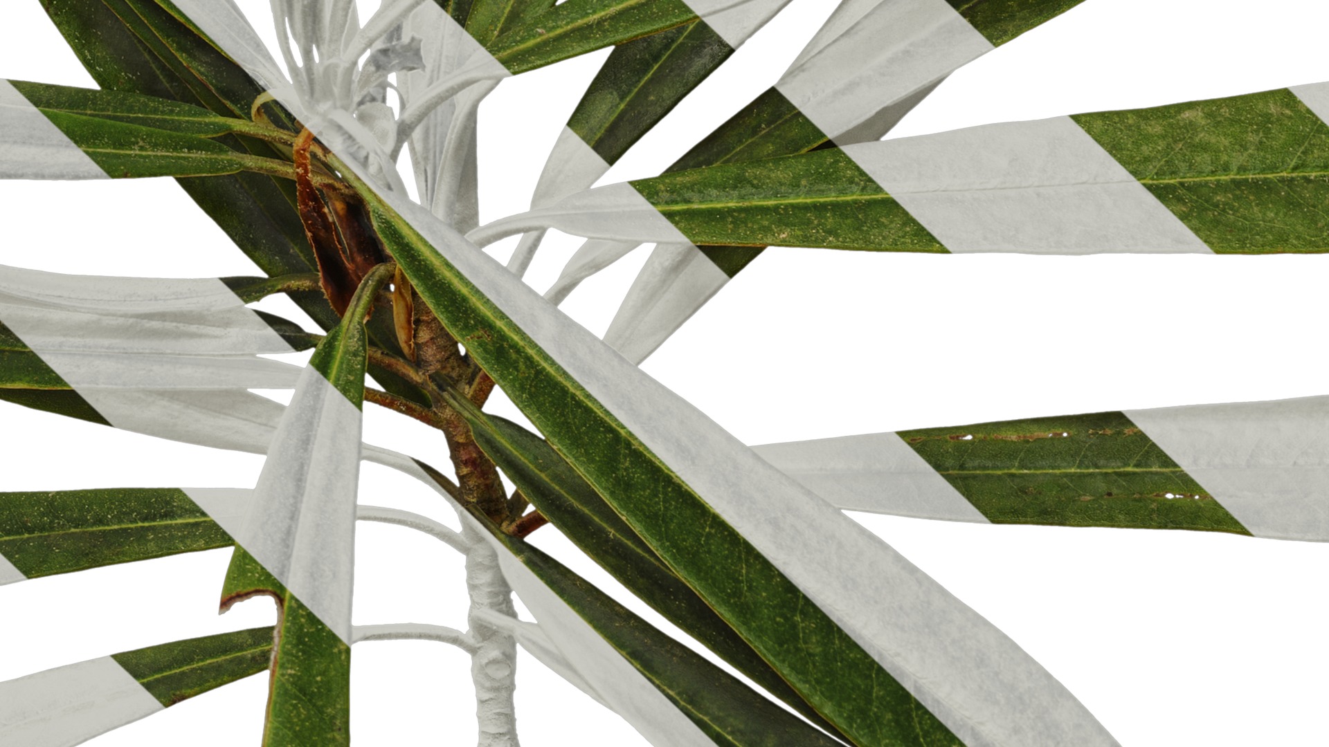 Rhododendron lapponicum Low-poly 3D model_105