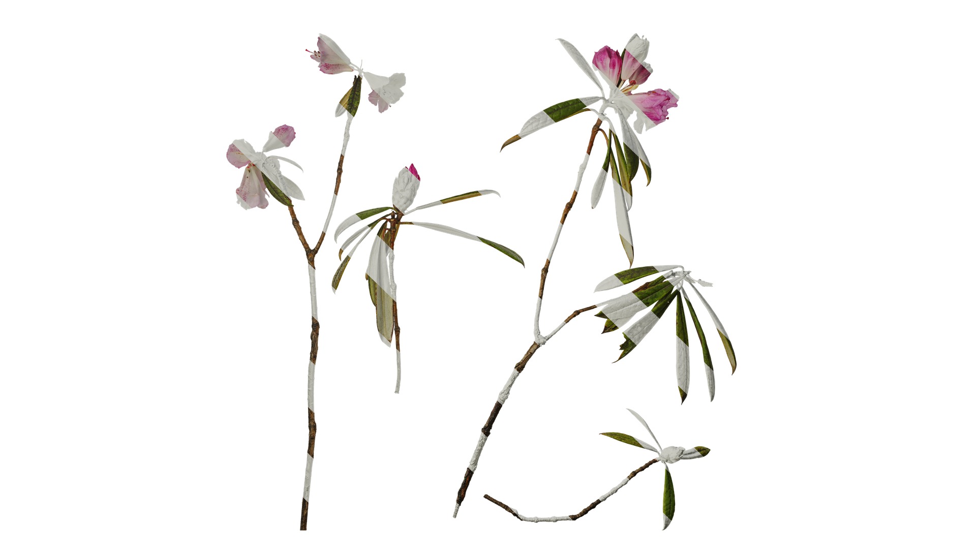 Rhododendron lapponicum Low-poly 3D model_26