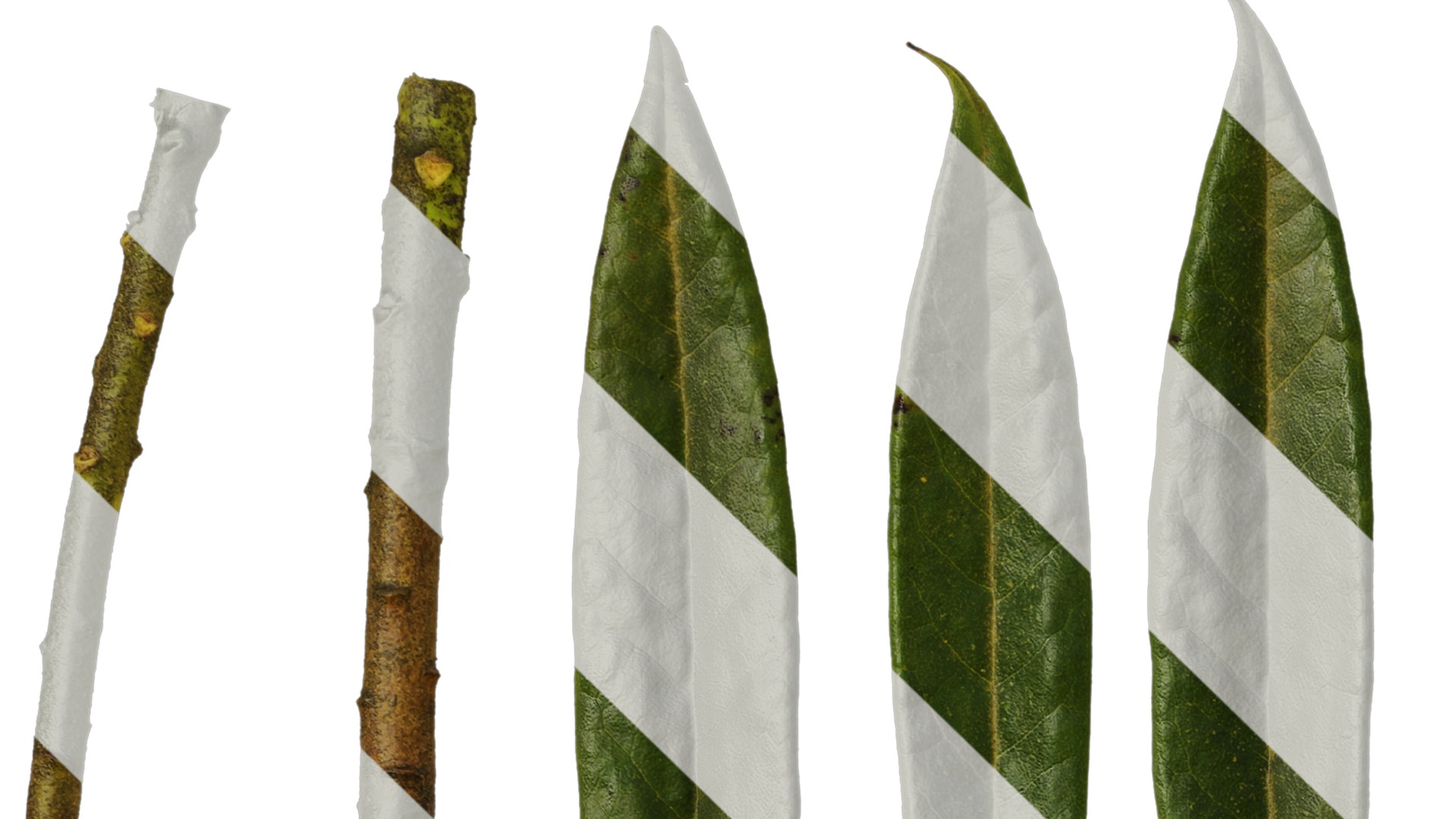 Rhododendron lapponicum Low-poly 3D model_132