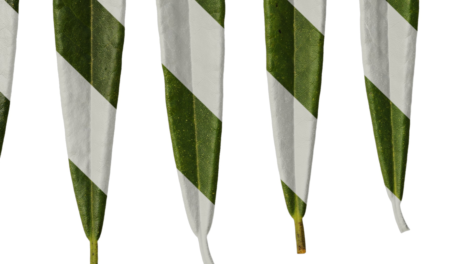 Rhododendron lapponicum Low-poly 3D model_135