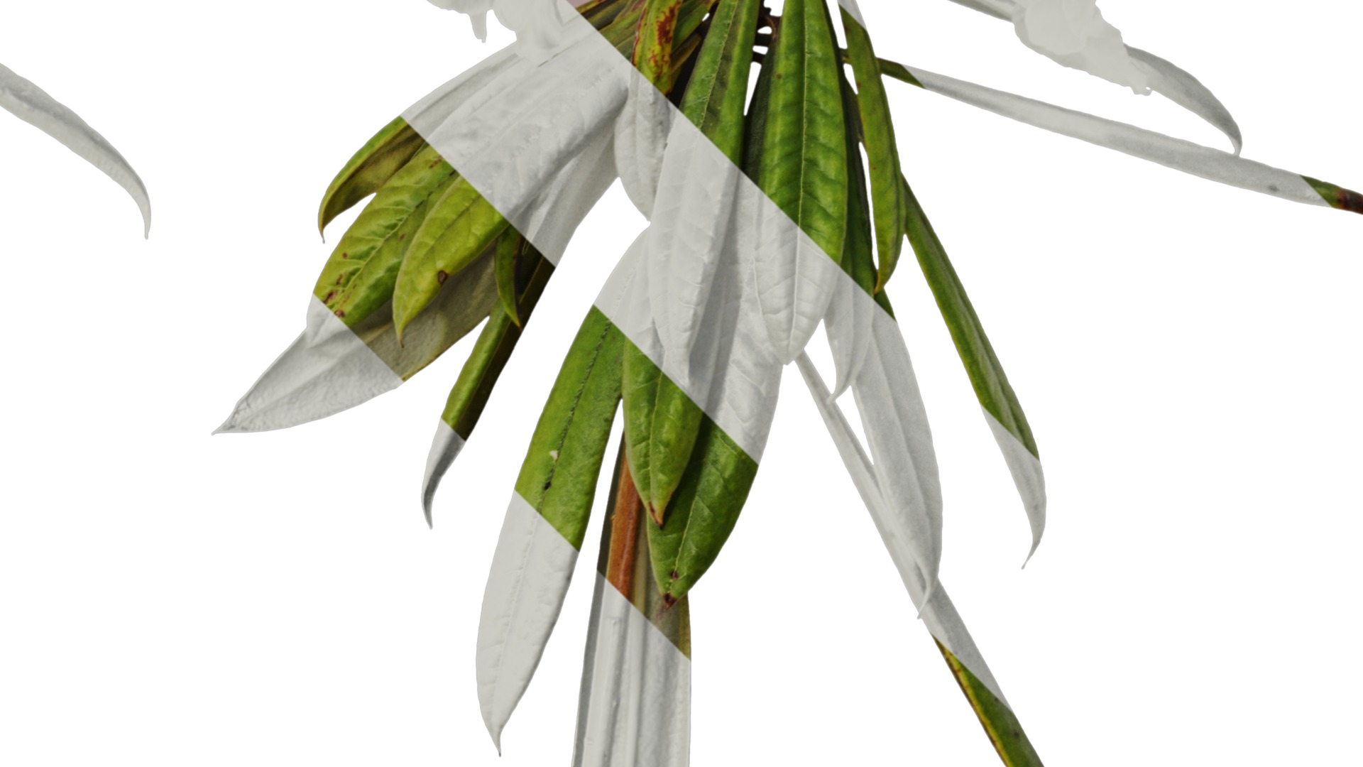 Rhododendron lapponicum Low-poly 3D model_44