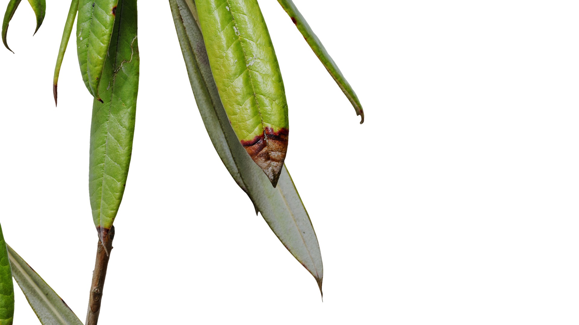 Rhododendron lapponicum Low-poly 3D model_13