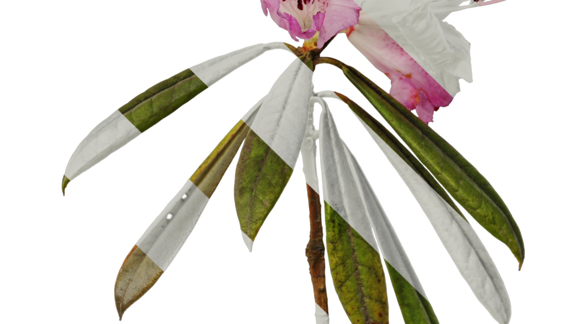 Rhododendron lapponicum Low-poly 3D model_58