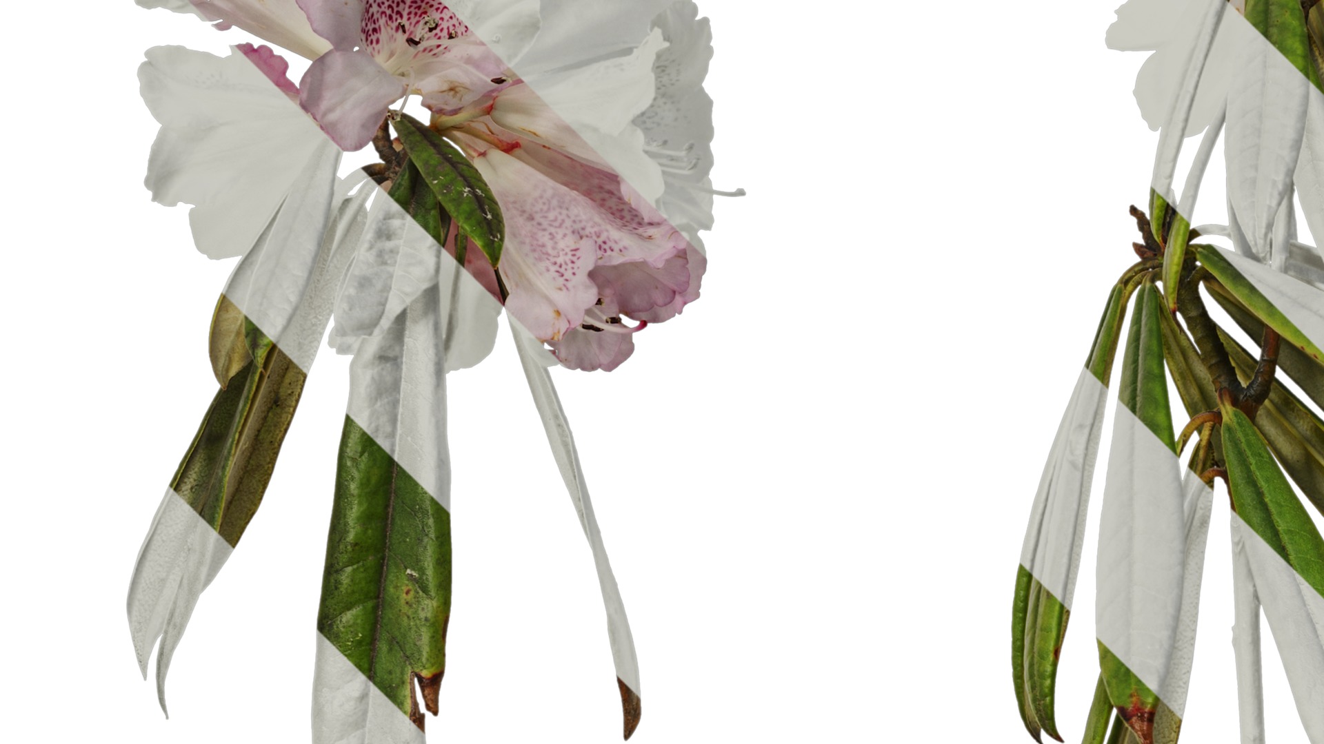 Rhododendron lapponicum Low-poly 3D model_70