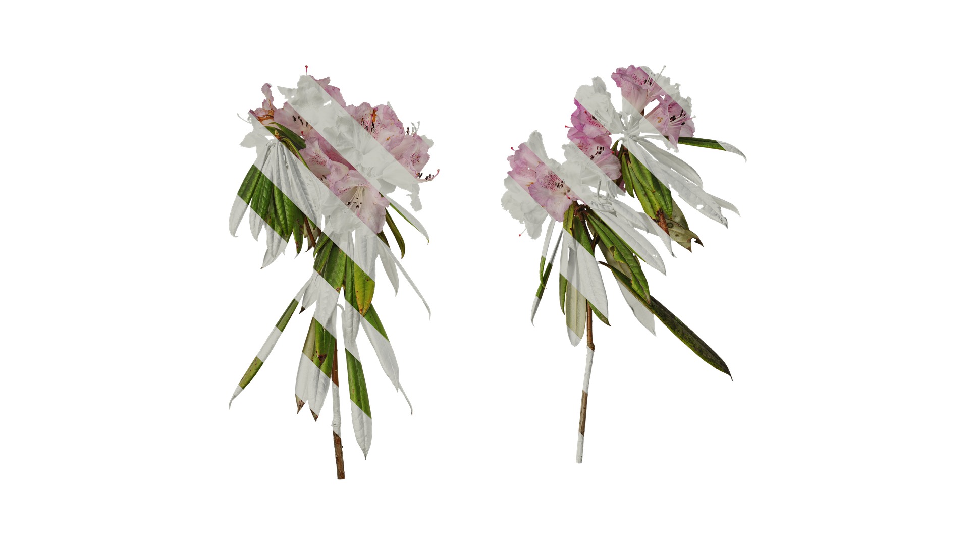 Rhododendron lapponicum Low-poly 3D model_33