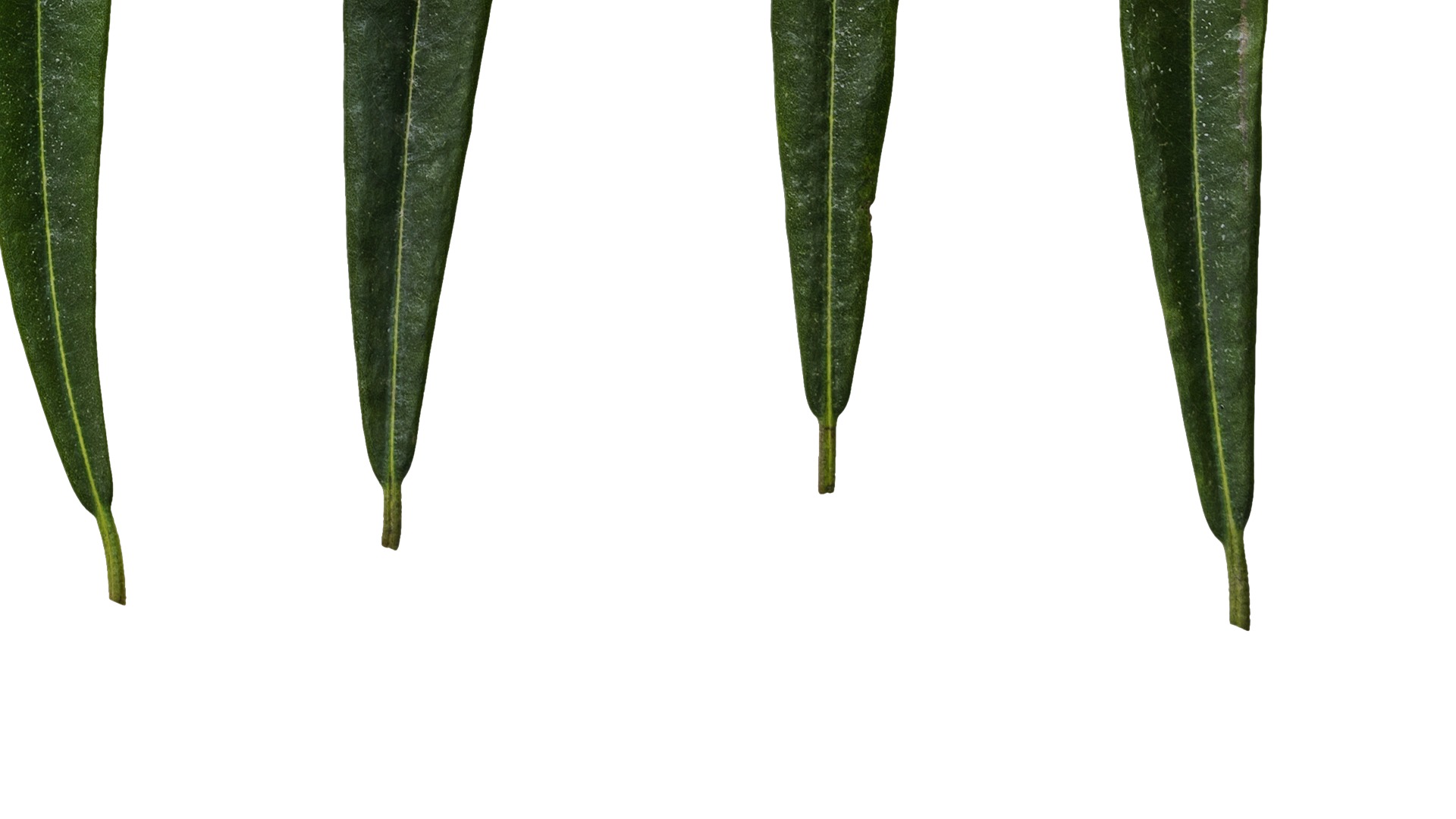 Rhododendron lapponicum Low-poly 3D model_14