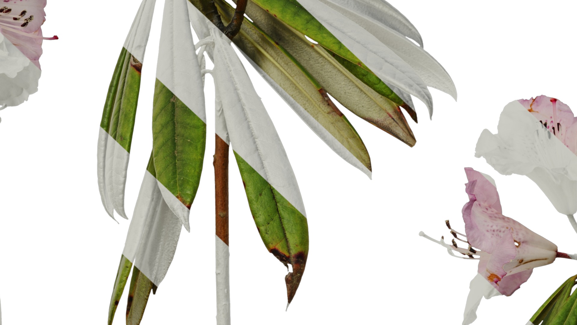 Rhododendron lapponicum Low-poly 3D model_66