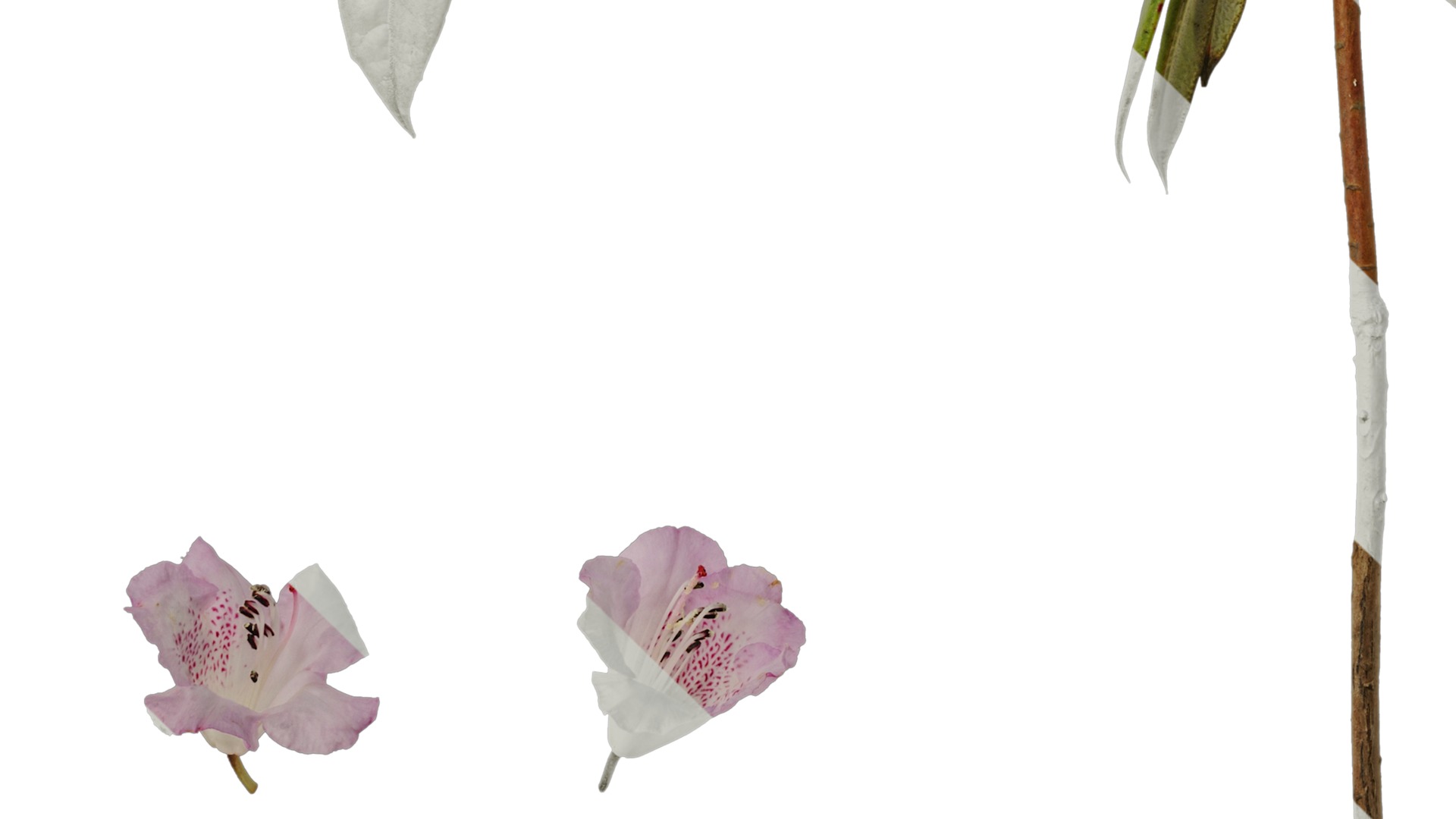 Rhododendron lapponicum Low-poly 3D model_72