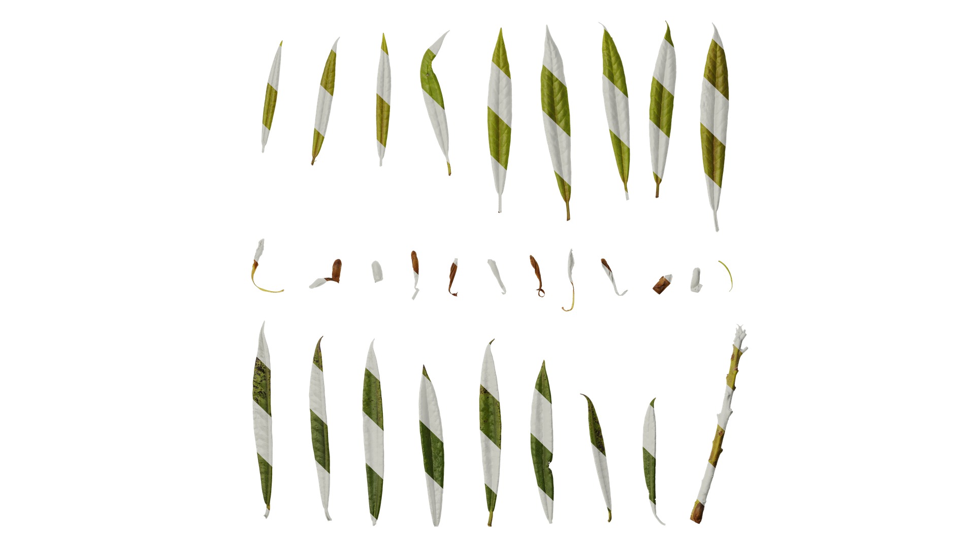 Rhododendron lapponicum Low-poly 3D model_138