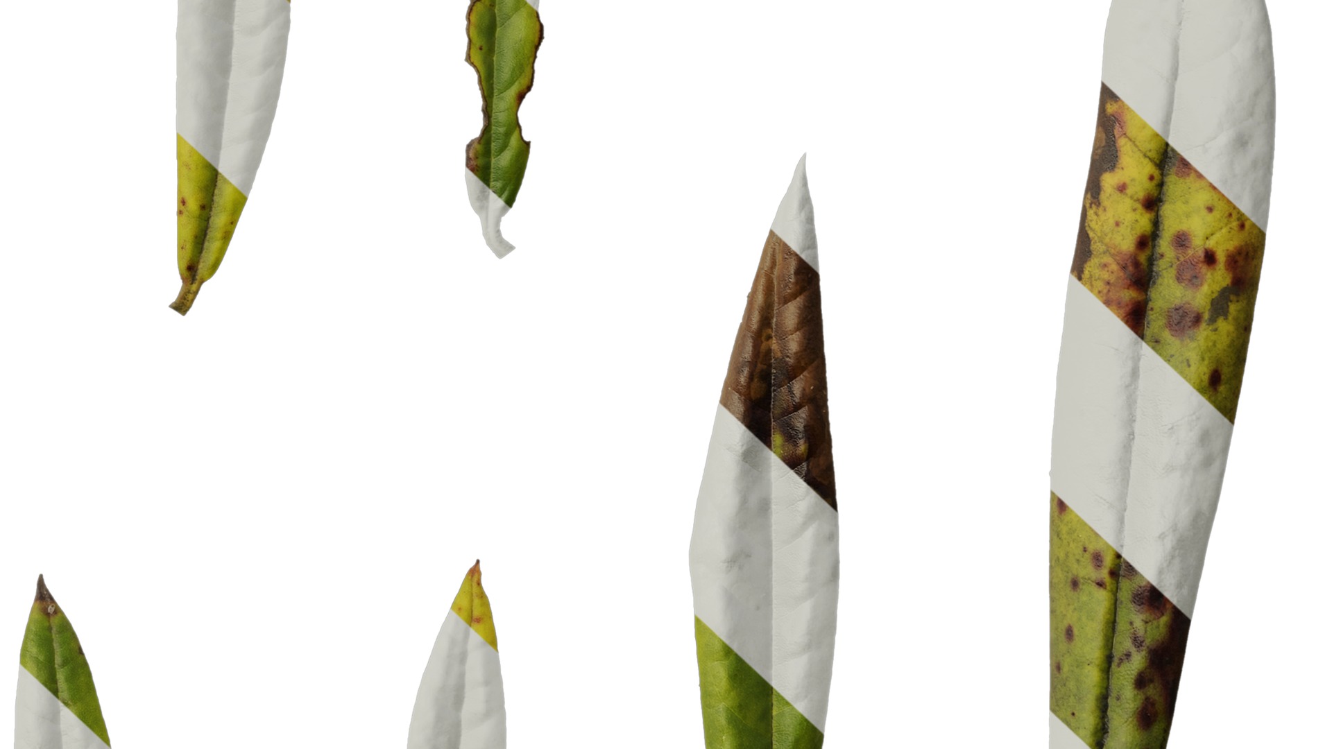 Rhododendron lapponicum Low-poly 3D model_129