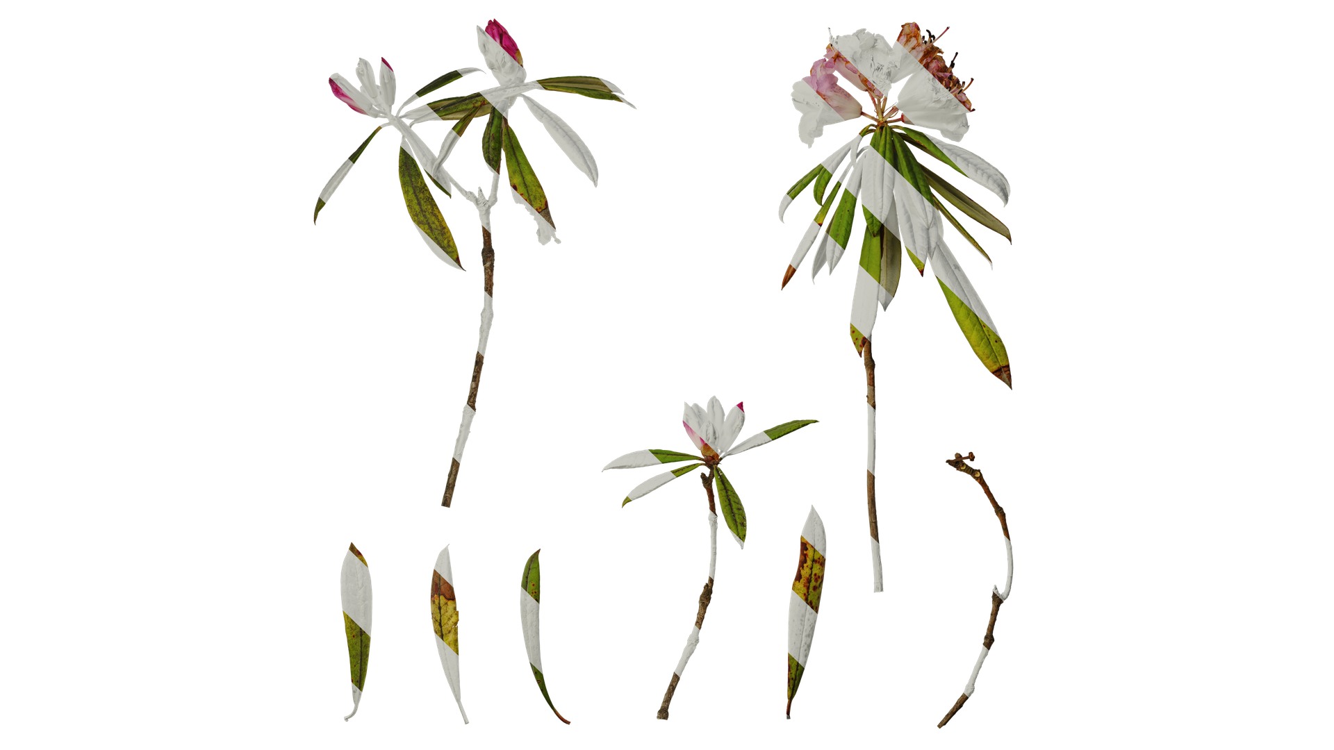 Rhododendron lapponicum Low-poly 3D model_21