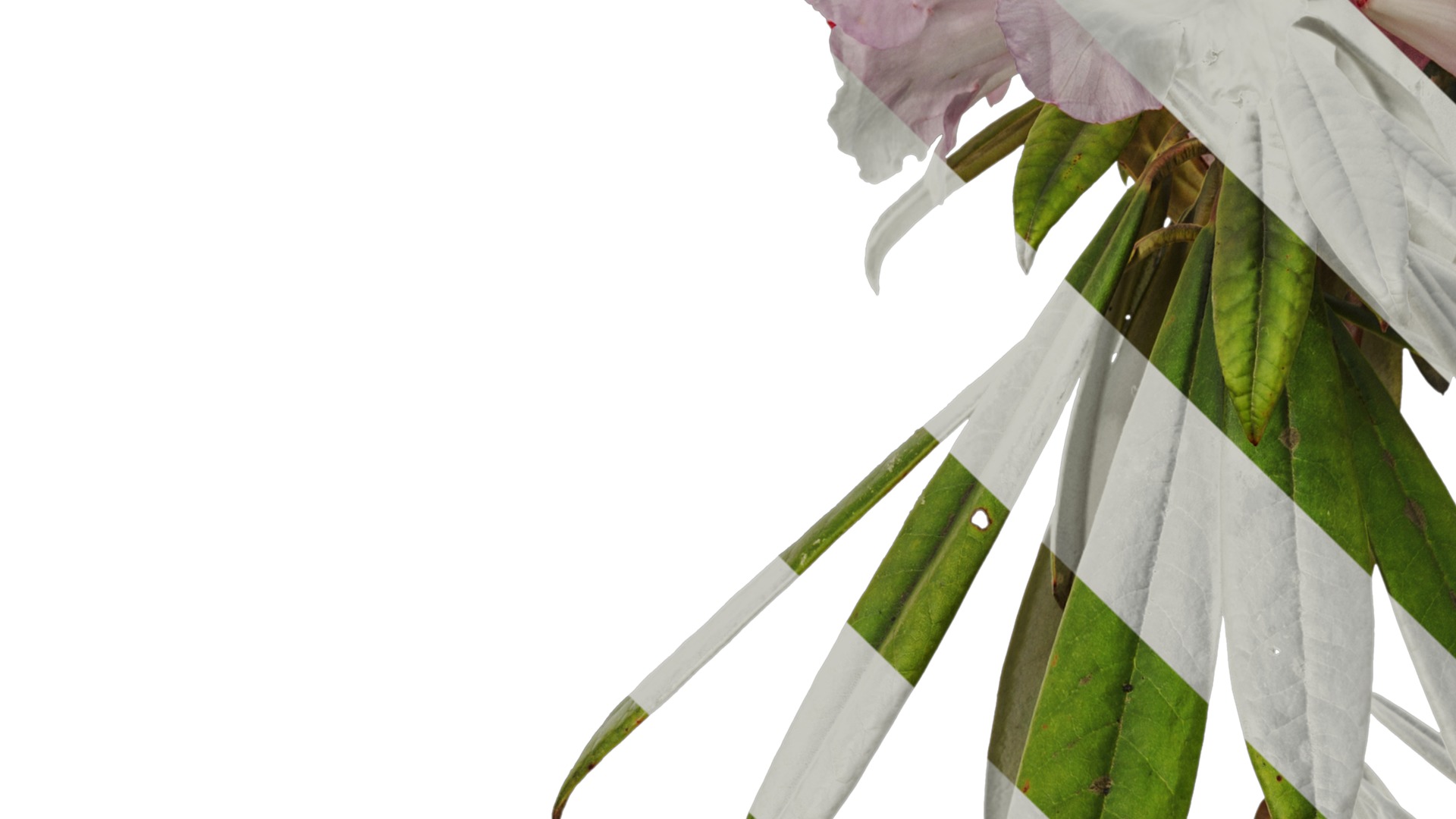 Rhododendron lapponicum Low-poly 3D model_50