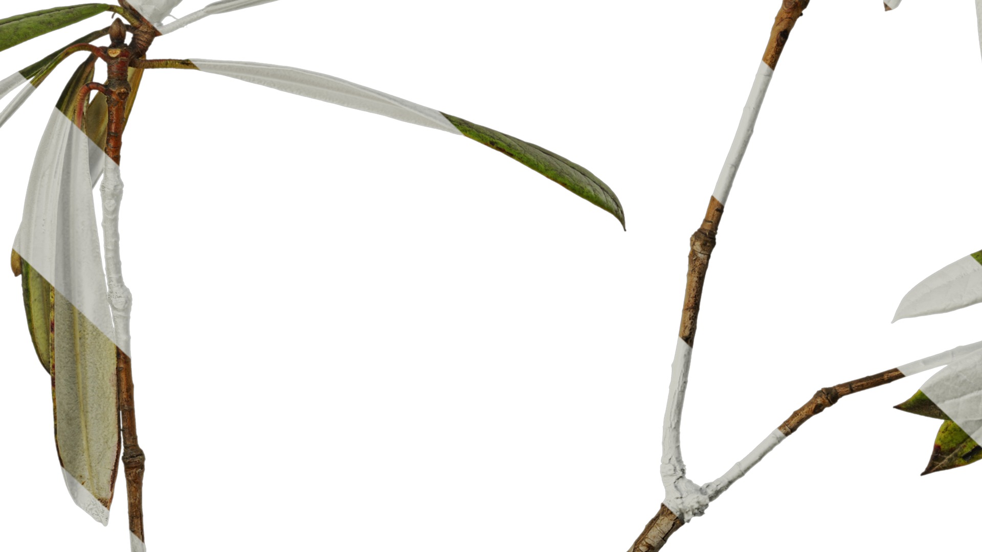 Rhododendron lapponicum Low-poly 3D model_32