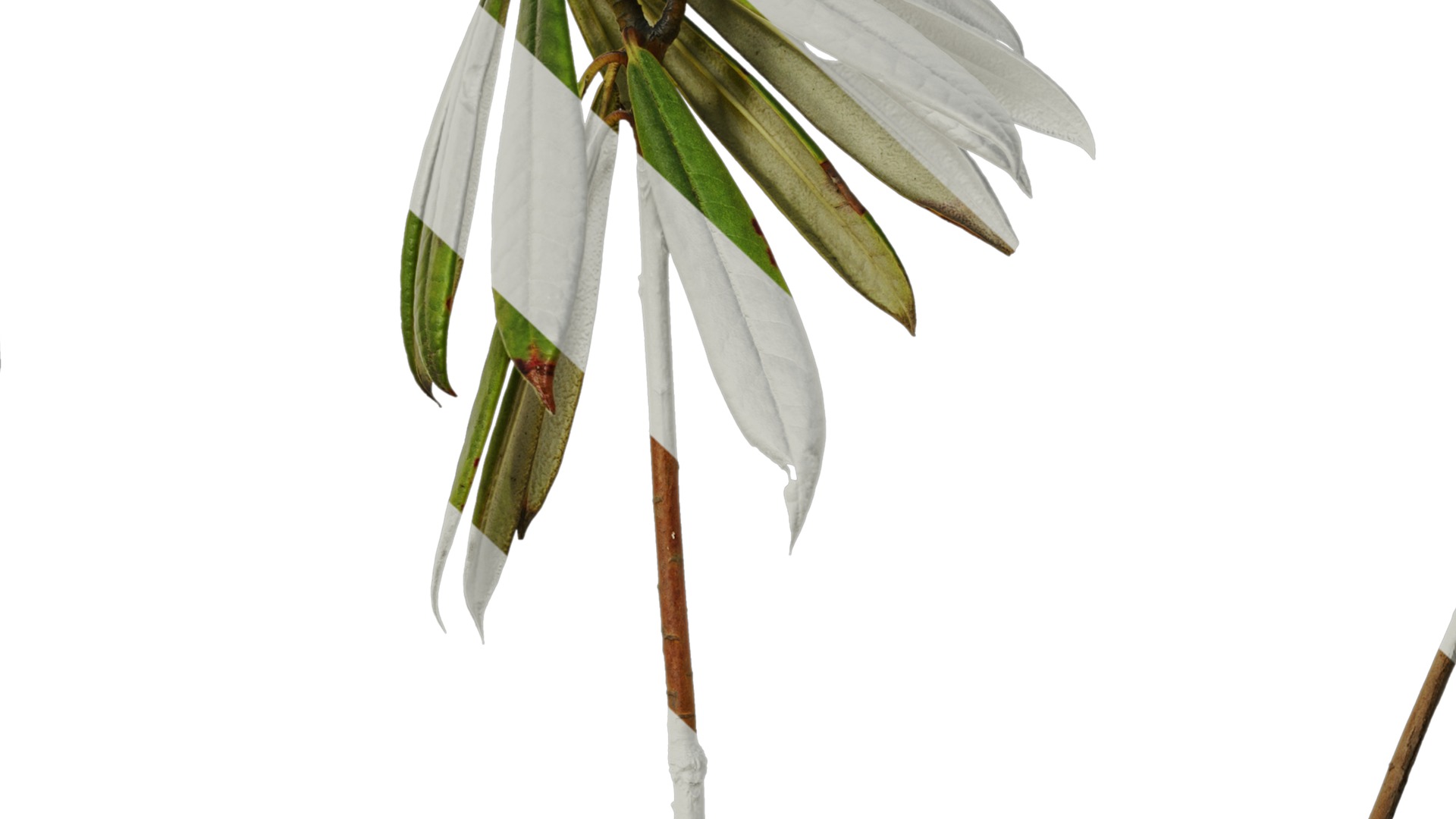 Rhododendron lapponicum Low-poly 3D model_73