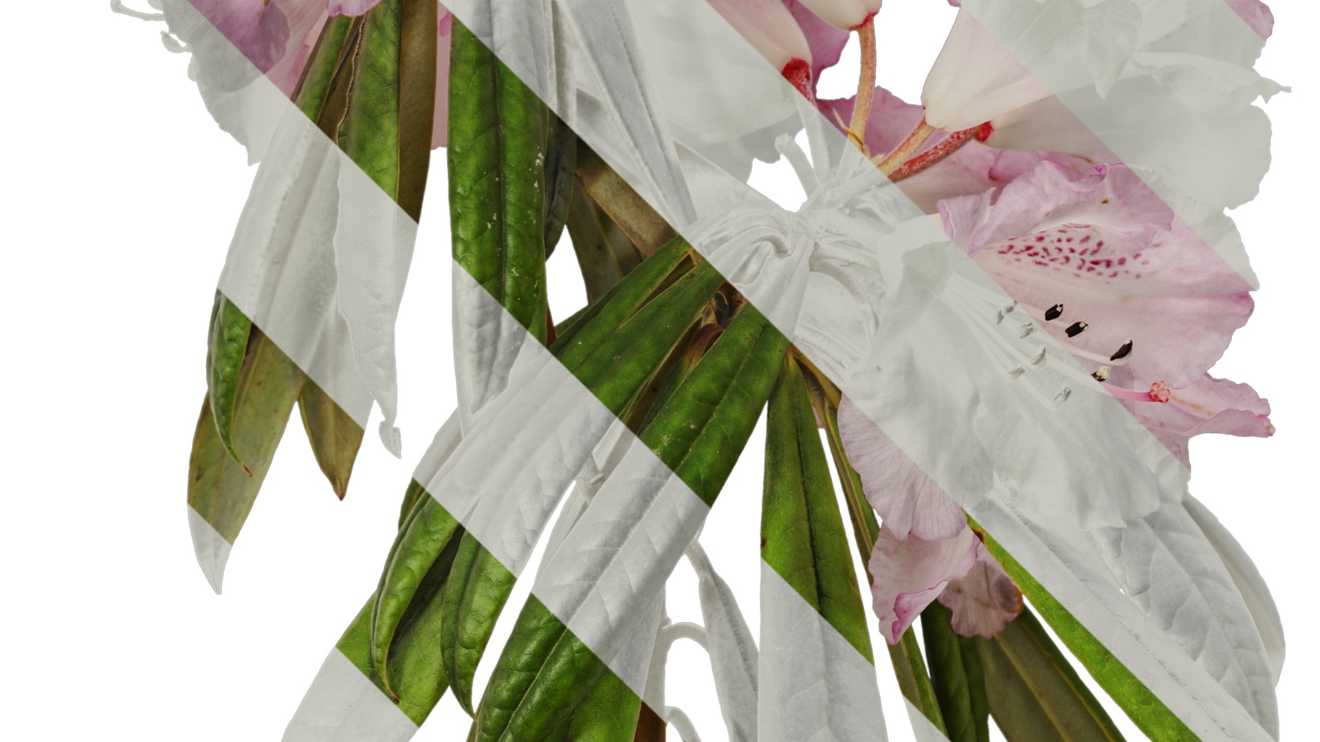 Rhododendron lapponicum Low-poly 3D model_57