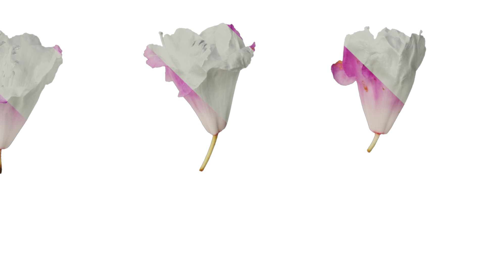 Rhododendron lapponicum Low-poly 3D model_116