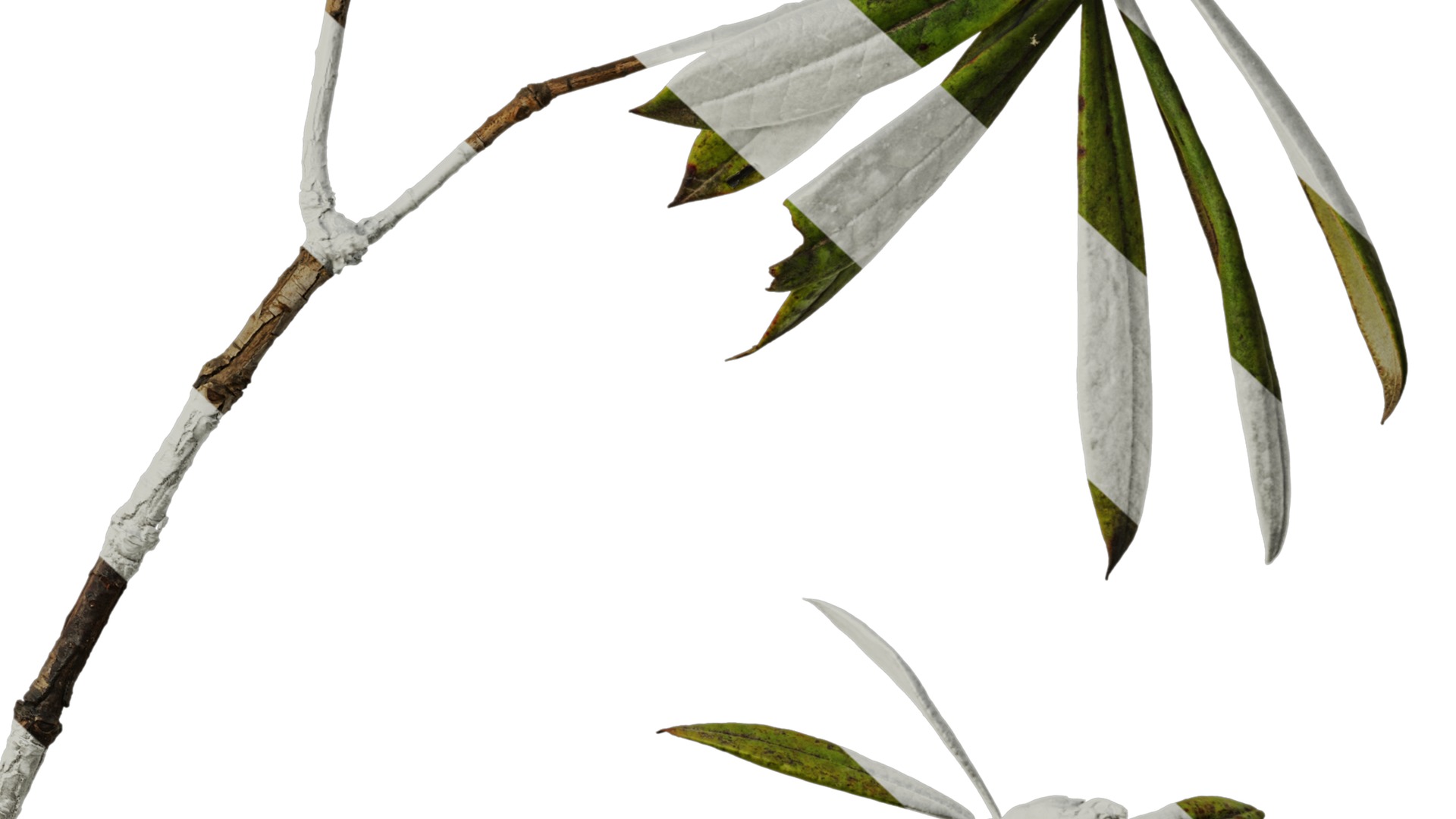 Rhododendron lapponicum Low-poly 3D model_31