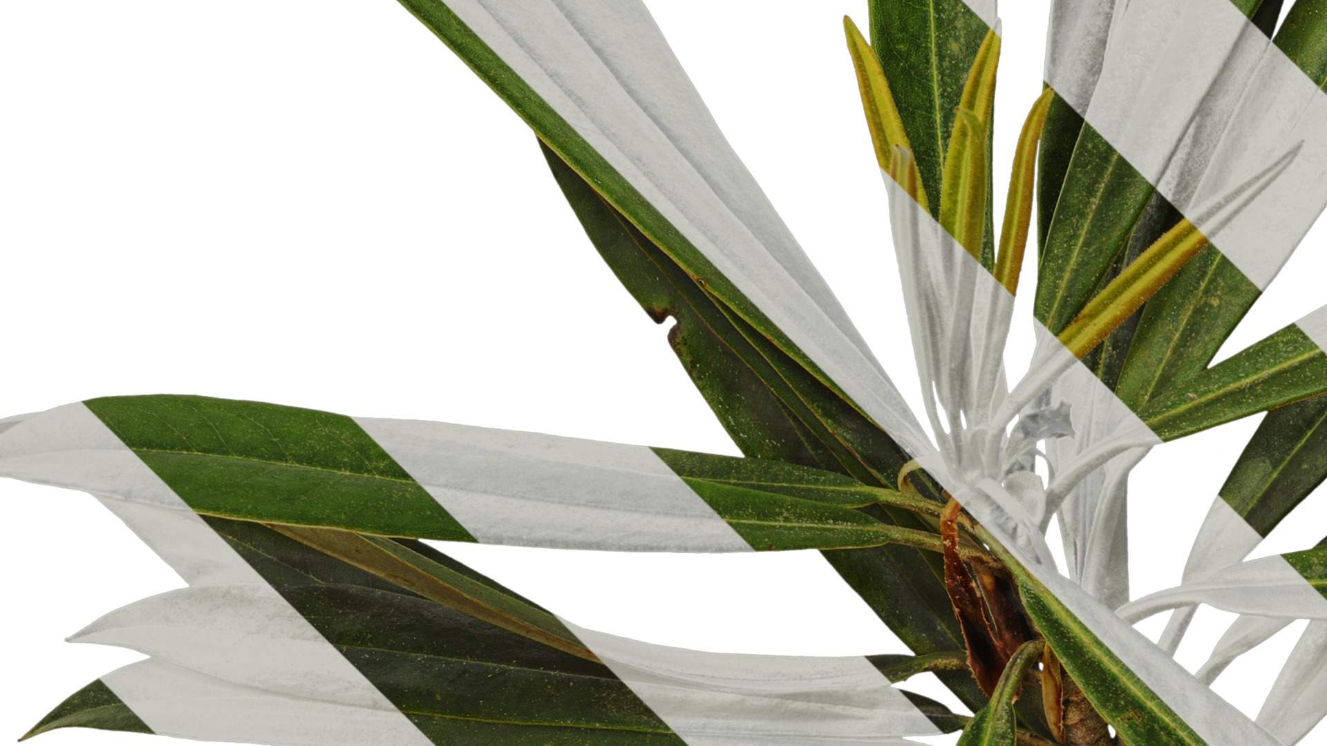 Rhododendron lapponicum Low-poly 3D model_101