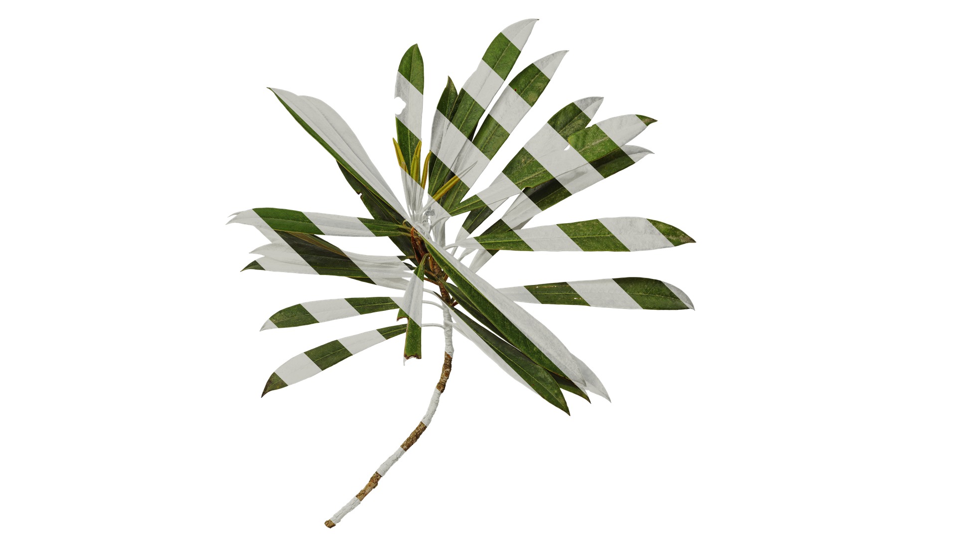 Rhododendron lapponicum Low-poly 3D model_98