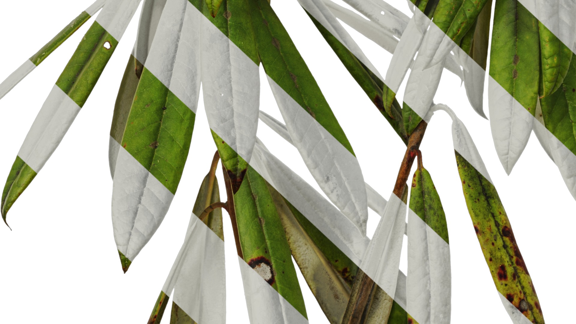 Rhododendron lapponicum Low-poly 3D model_53