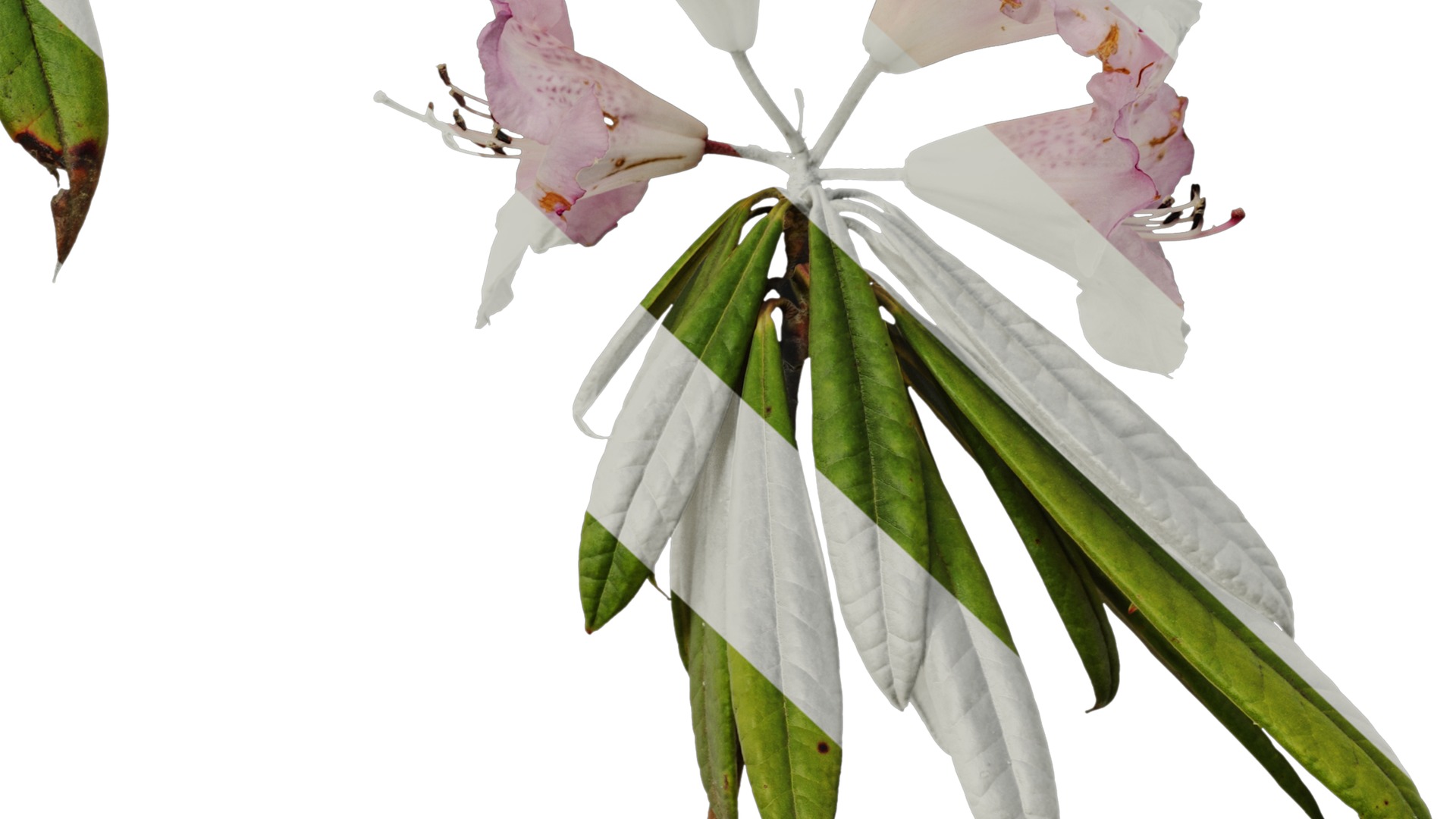 Rhododendron lapponicum Low-poly 3D model_65