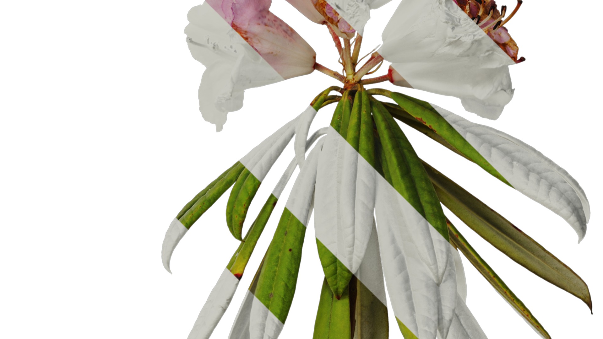 Rhododendron lapponicum Low-poly 3D model_23