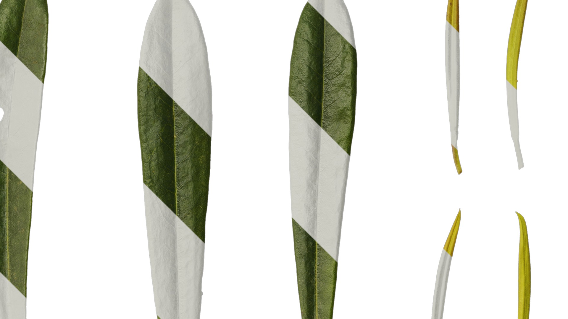 Rhododendron lapponicum Low-poly 3D model_145