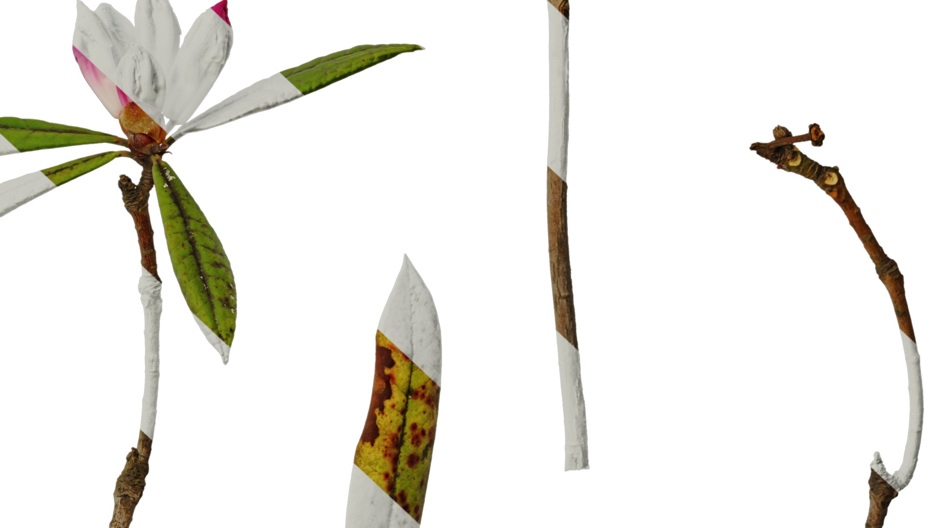 Rhododendron lapponicum Low-poly 3D model_25