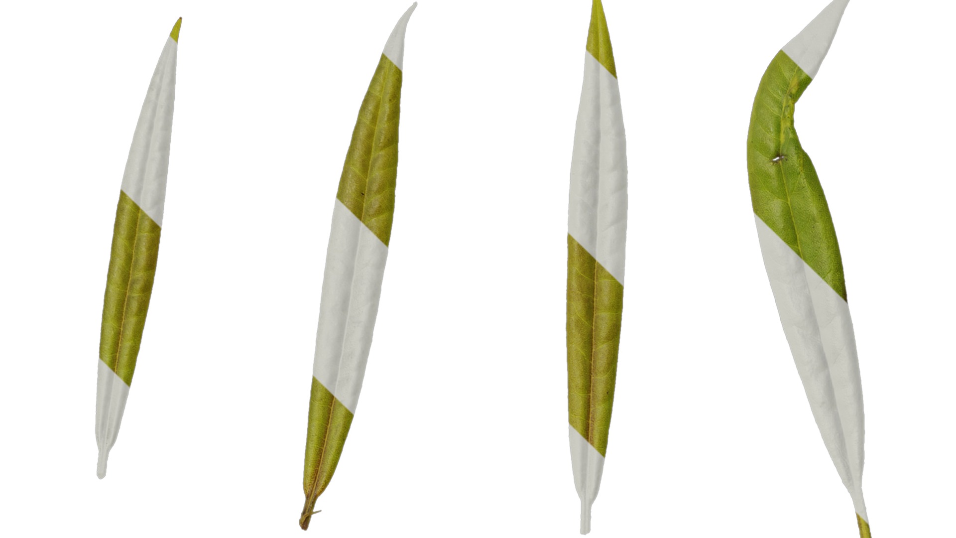 Rhododendron lapponicum Low-poly 3D model_139