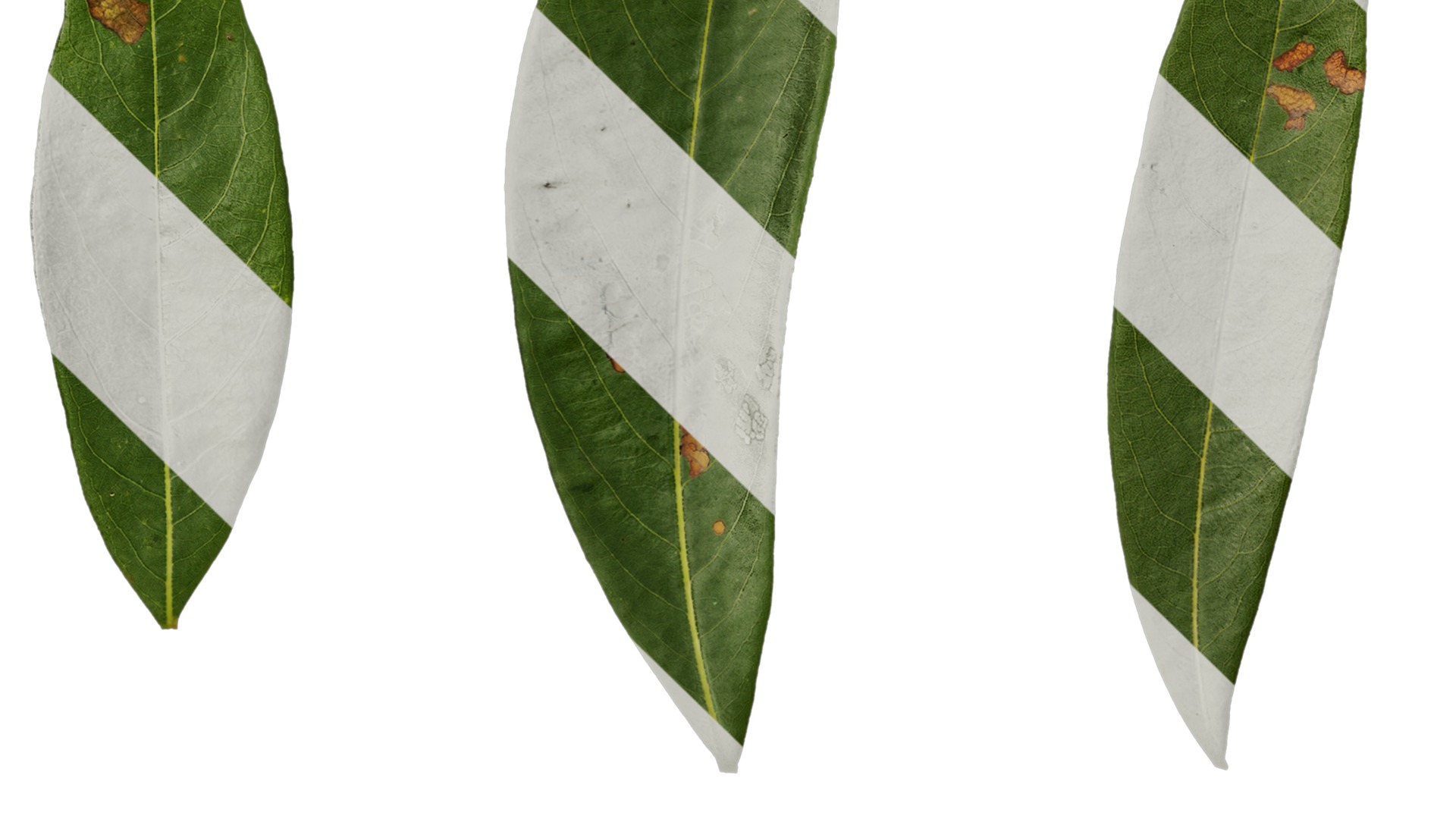 Rhododendron lapponicum Low-poly 3D model_123