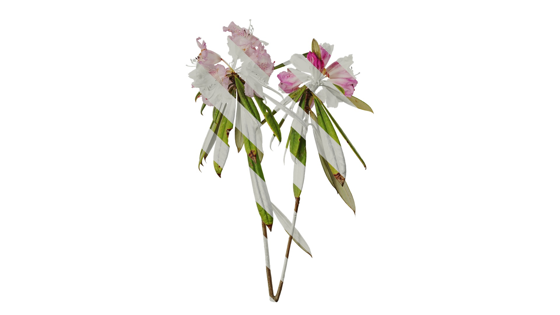 Rhododendron lapponicum Low-poly 3D model_15