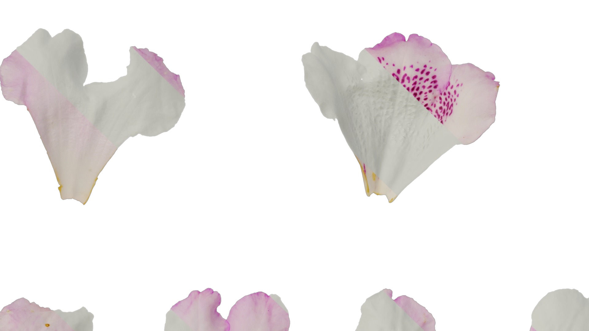 Rhododendron lapponicum Low-poly 3D model_108