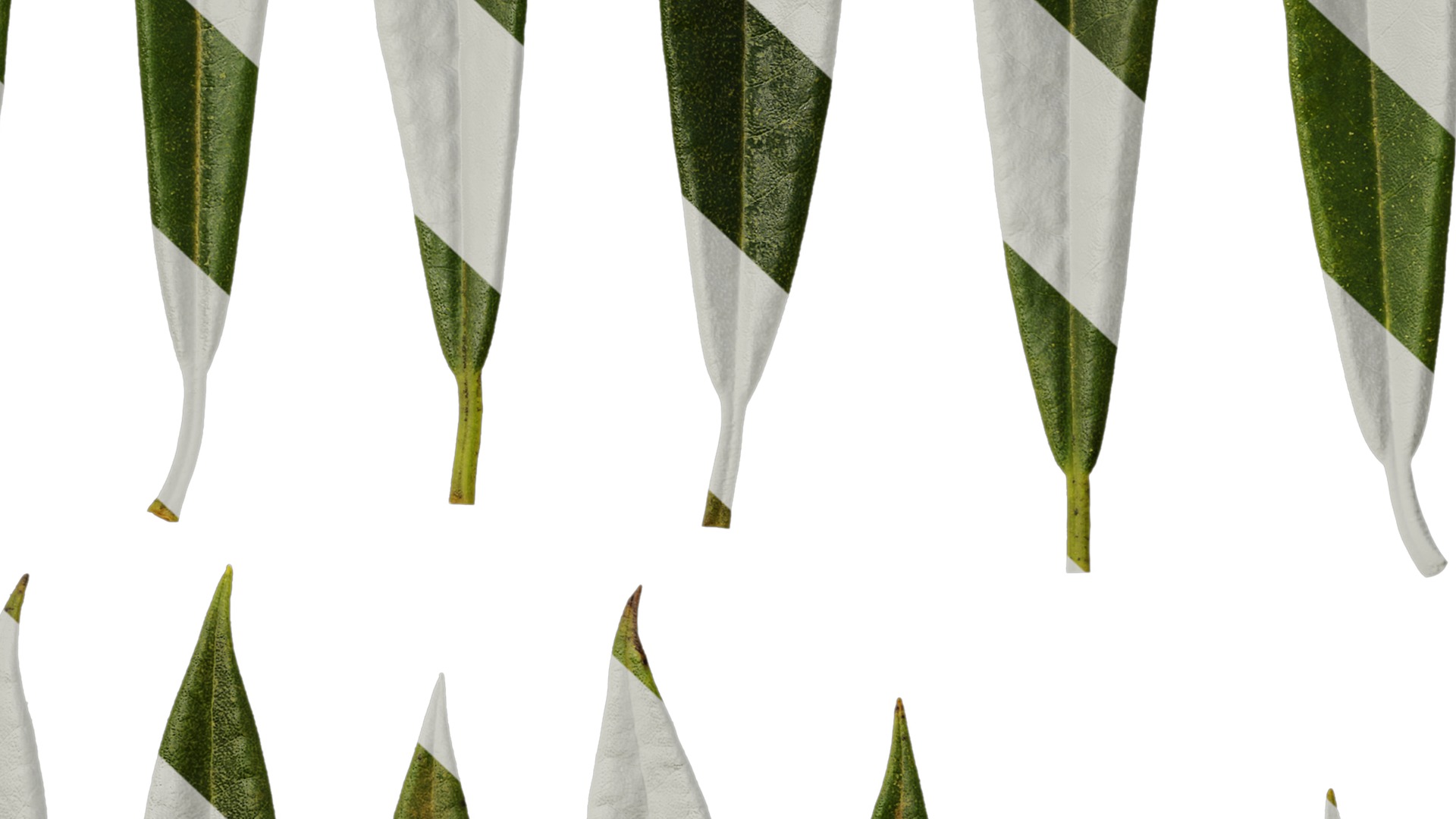 Rhododendron lapponicum Low-poly 3D model_137