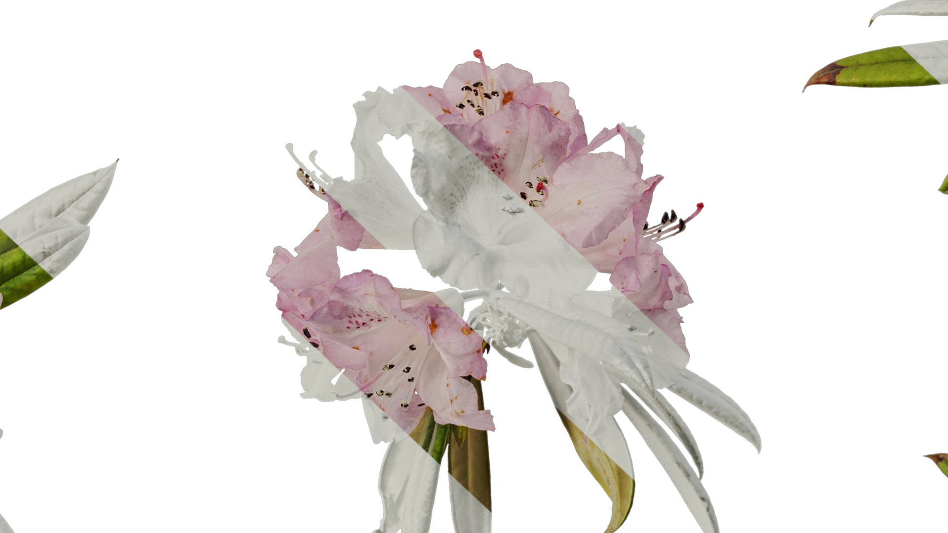 Rhododendron lapponicum Low-poly 3D model_97