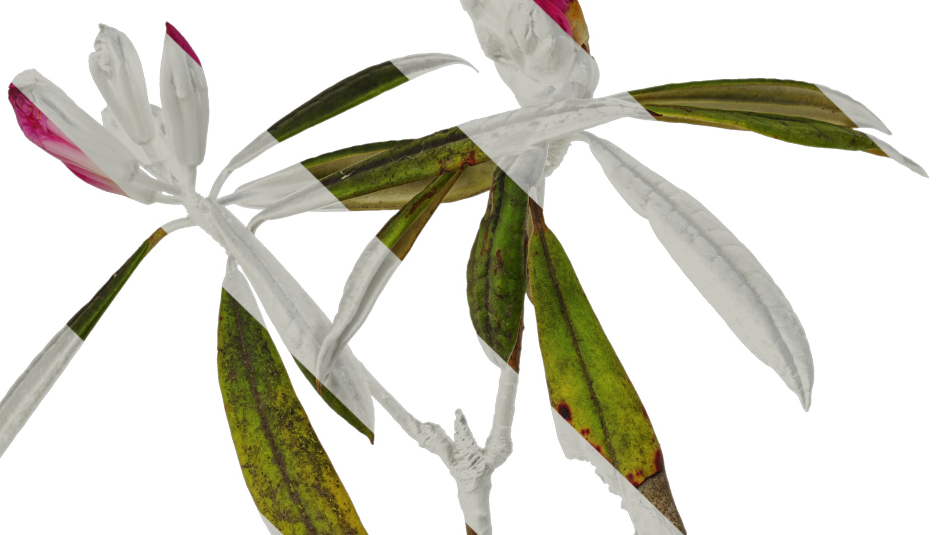 Rhododendron lapponicum Low-poly 3D model_22