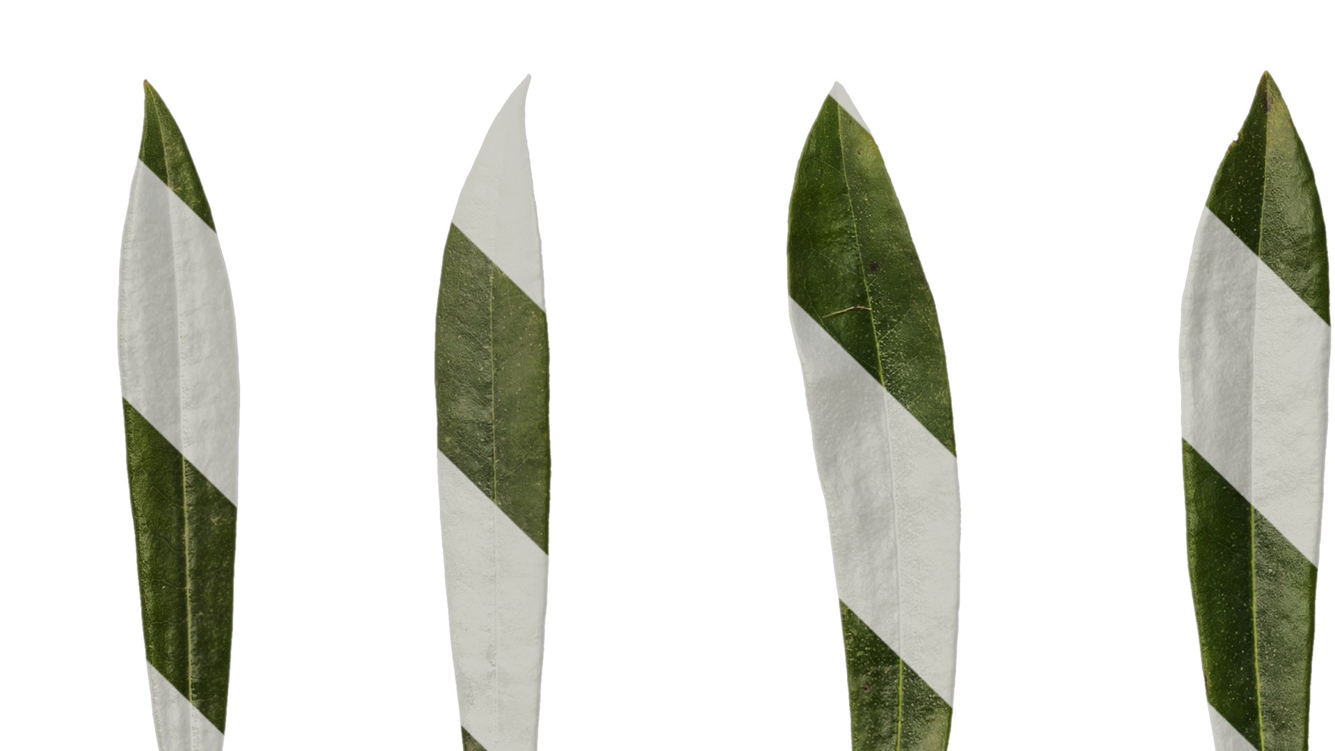 Rhododendron lapponicum Low-poly 3D model_147