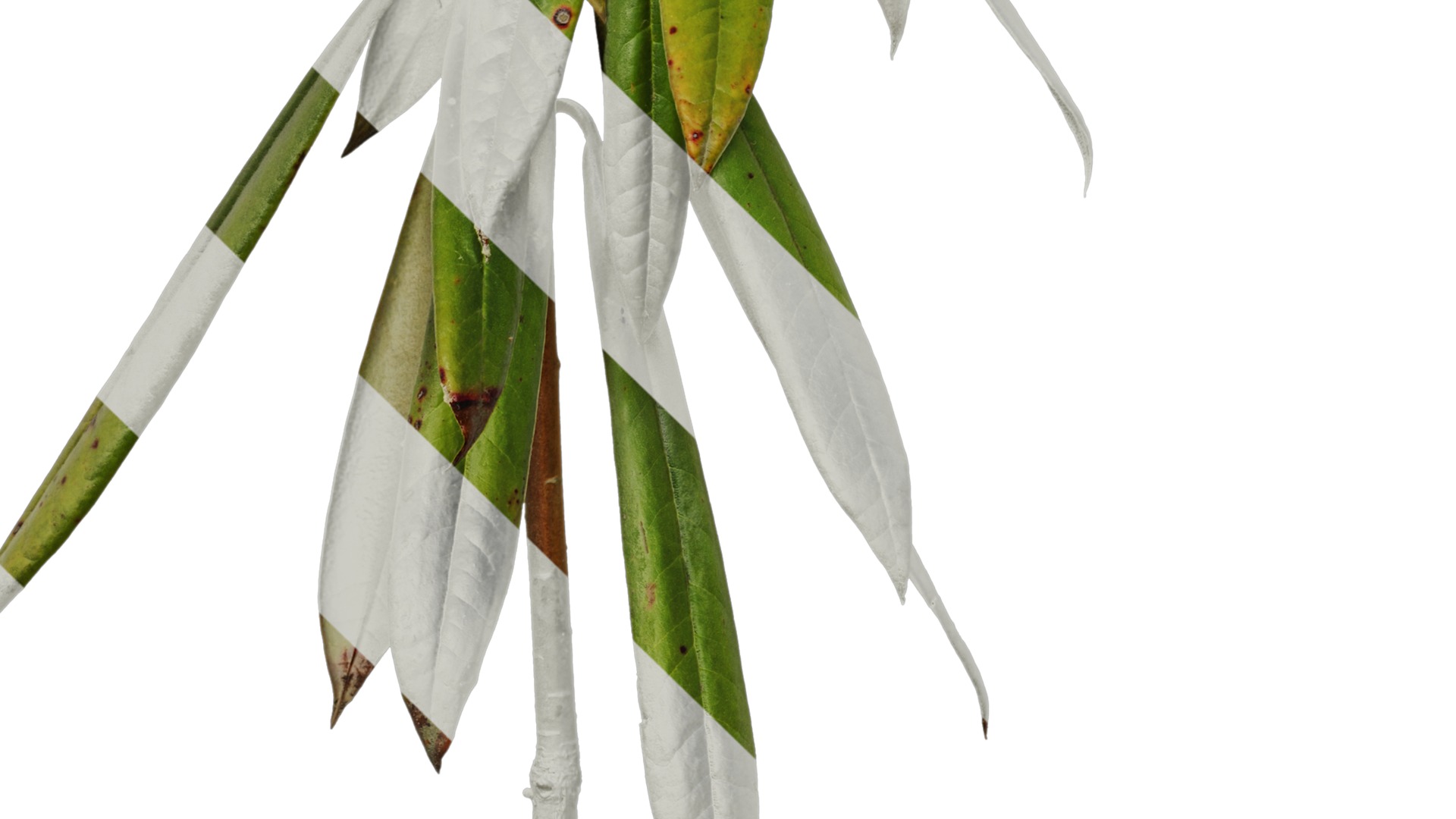 Rhododendron lapponicum Low-poly 3D model_38