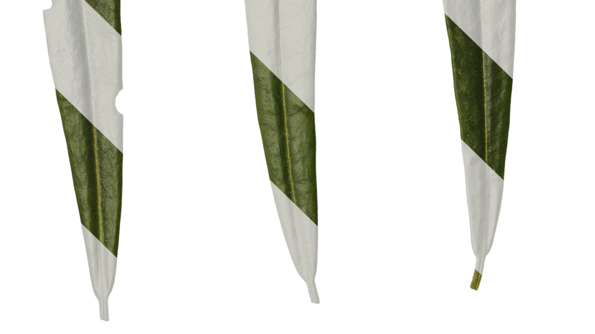 Rhododendron lapponicum Low-poly 3D model_146