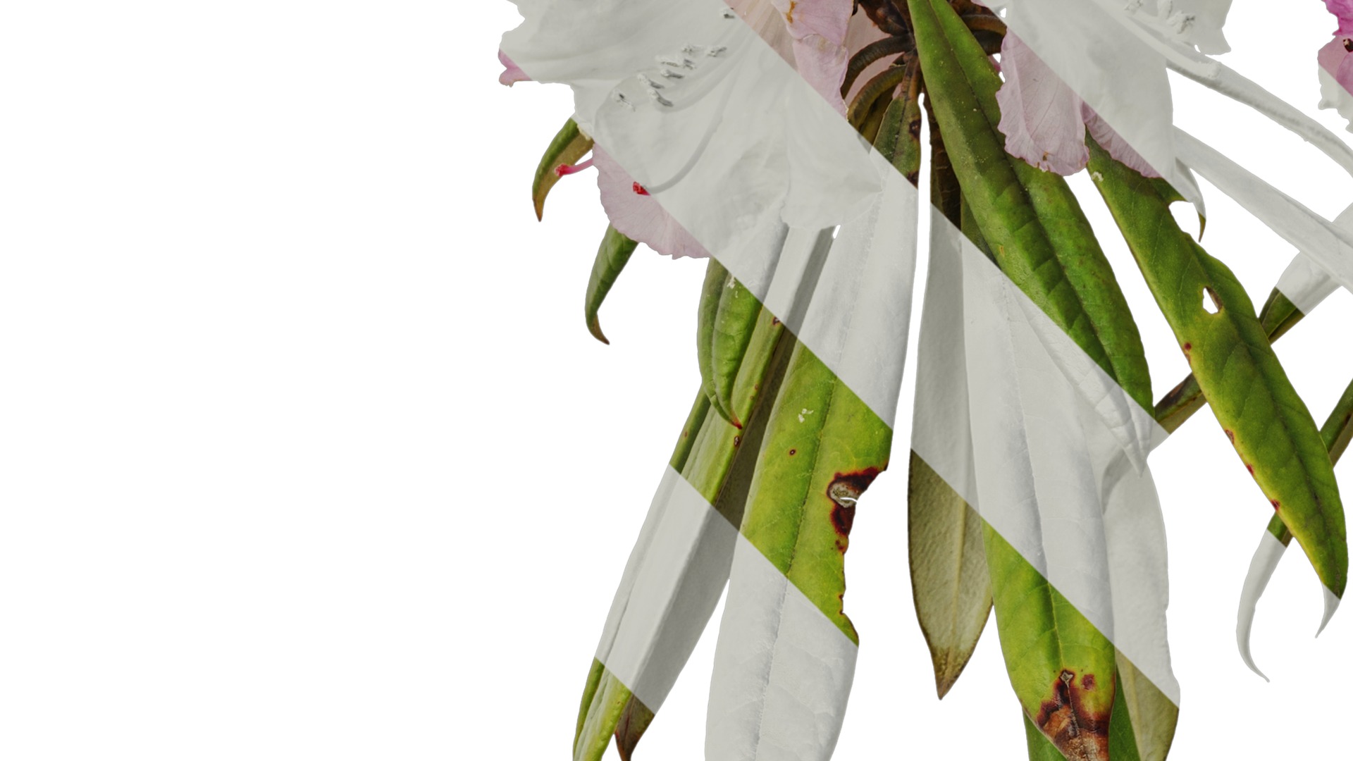 Rhododendron lapponicum Low-poly 3D model_18