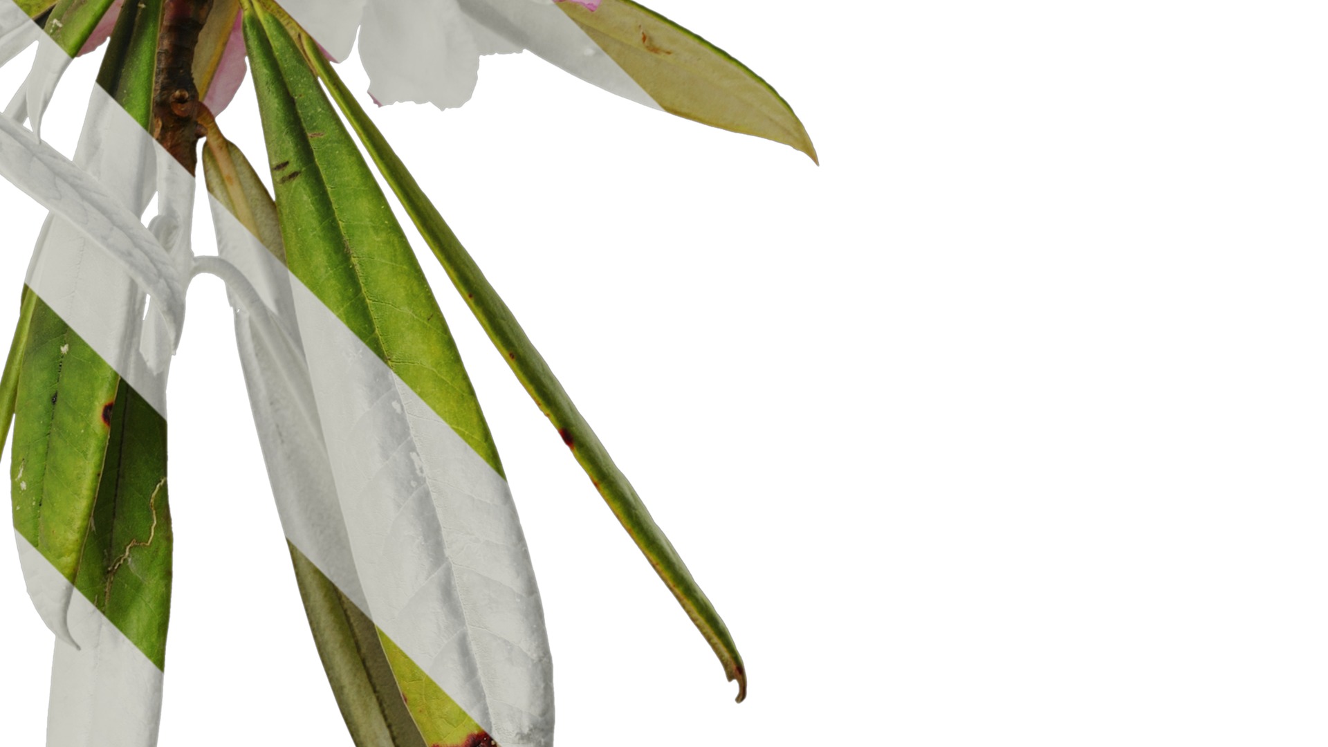 Rhododendron lapponicum Low-poly 3D model_19