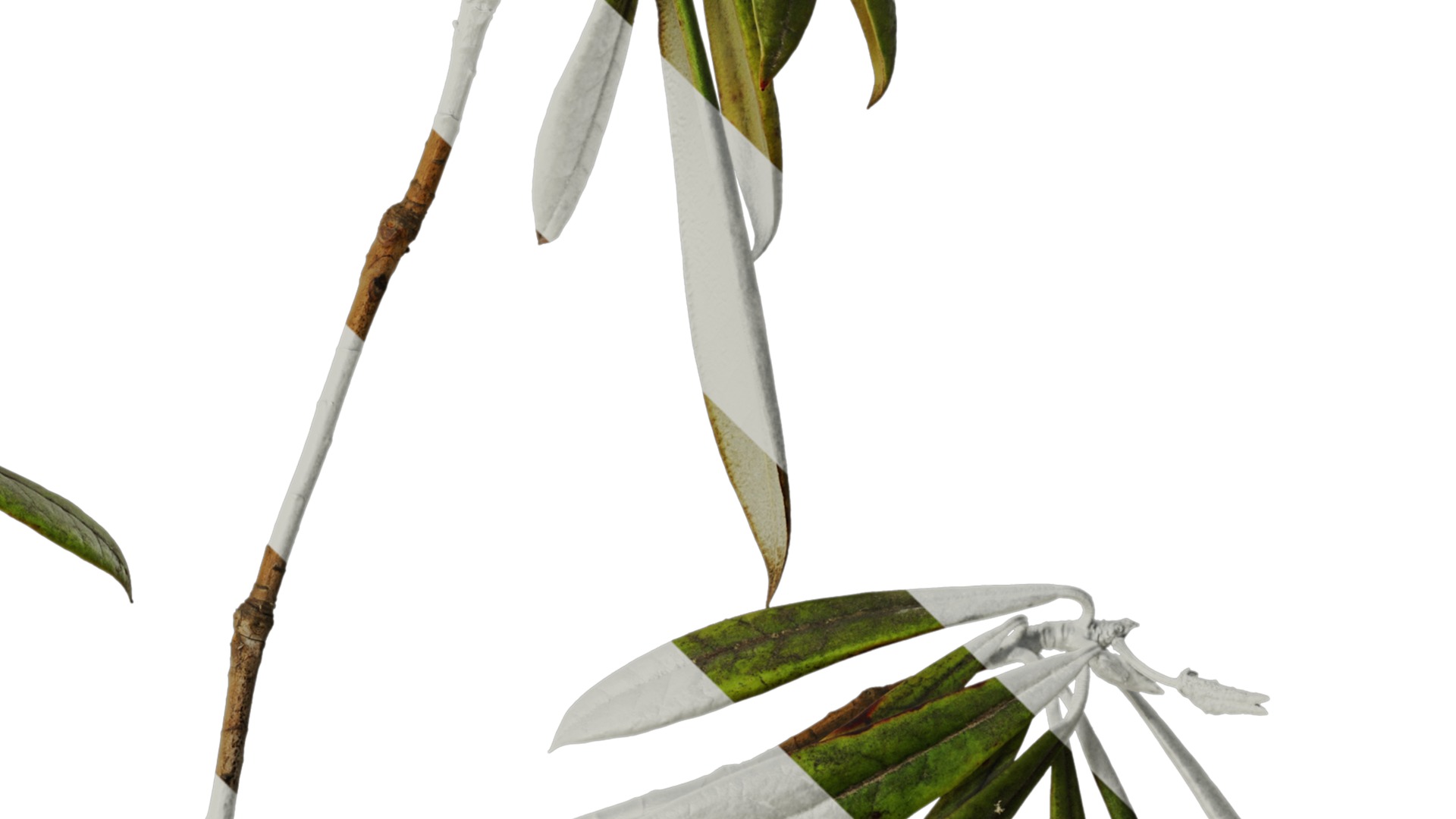 Rhododendron lapponicum Low-poly 3D model_30