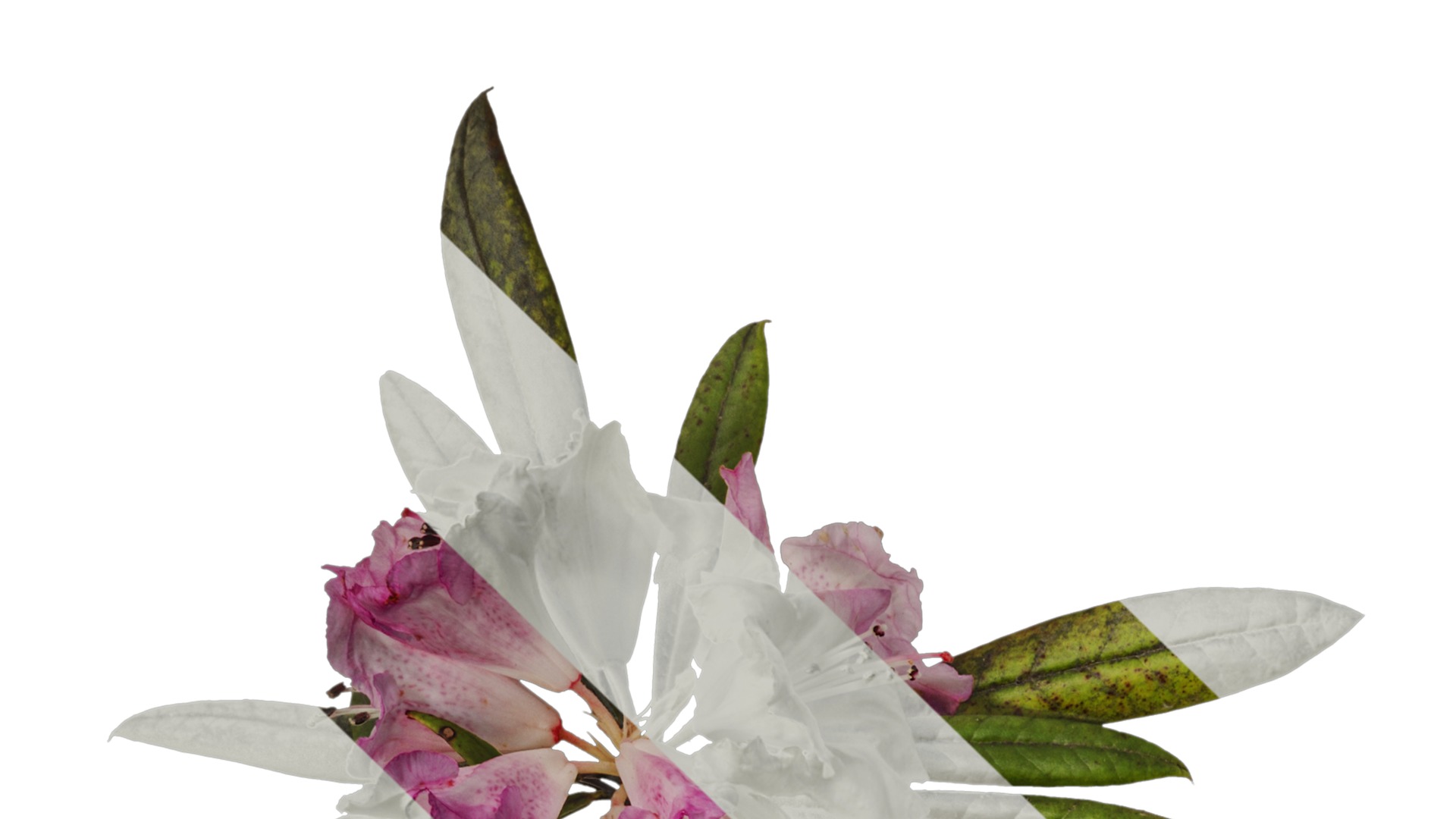 Rhododendron lapponicum Low-poly 3D model_80