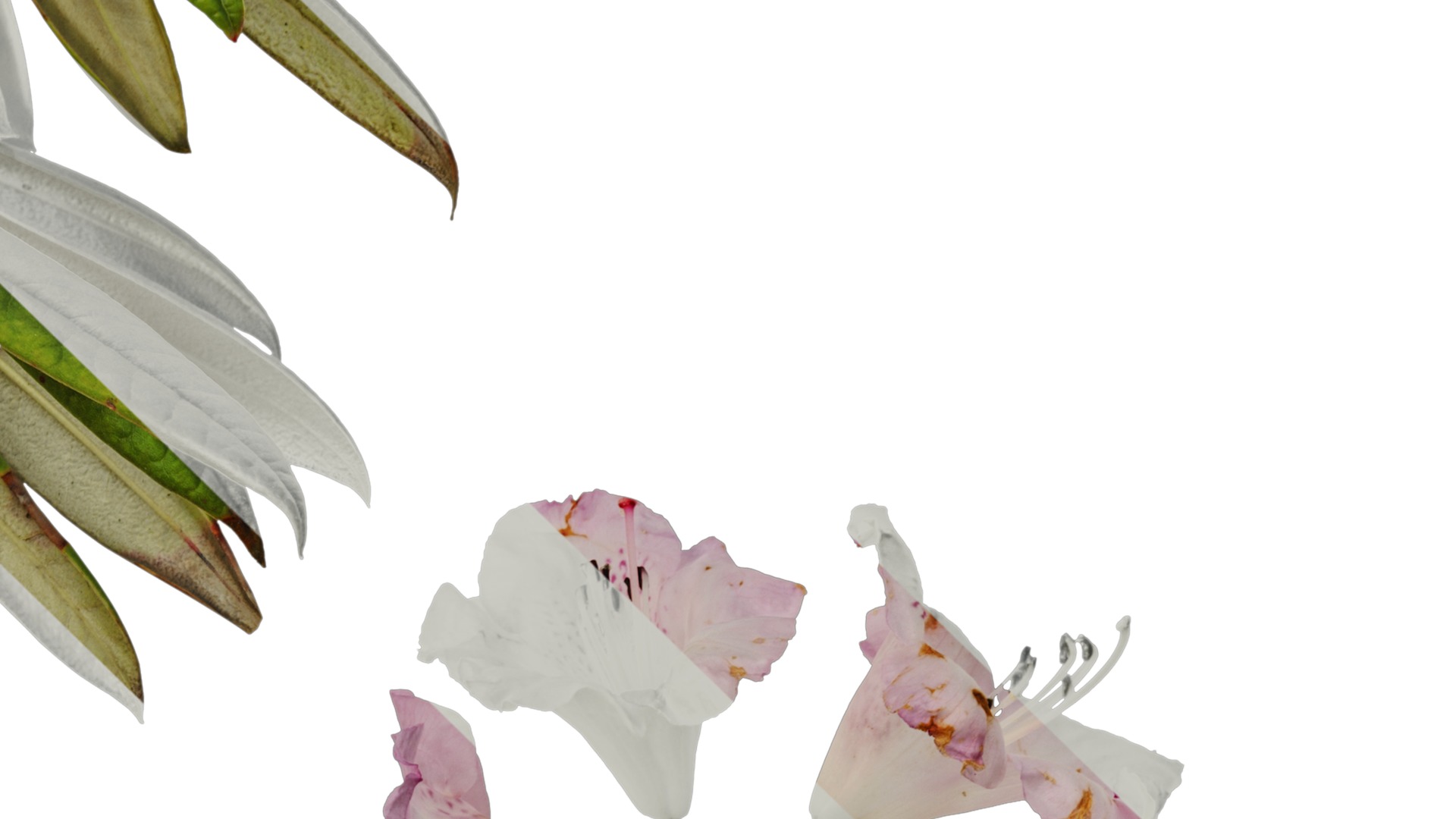 Rhododendron lapponicum Low-poly 3D model_63